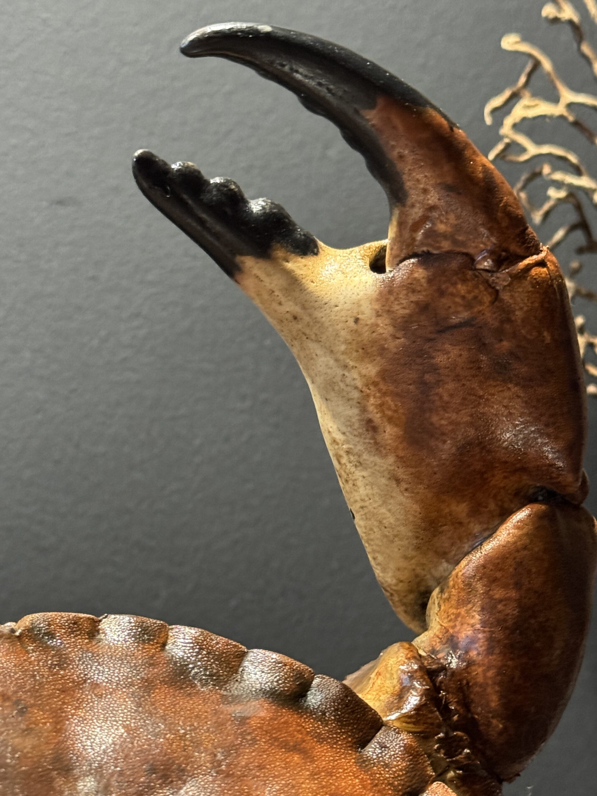 Opgezette Noordzeekrab Opgezette Noordzeekrab