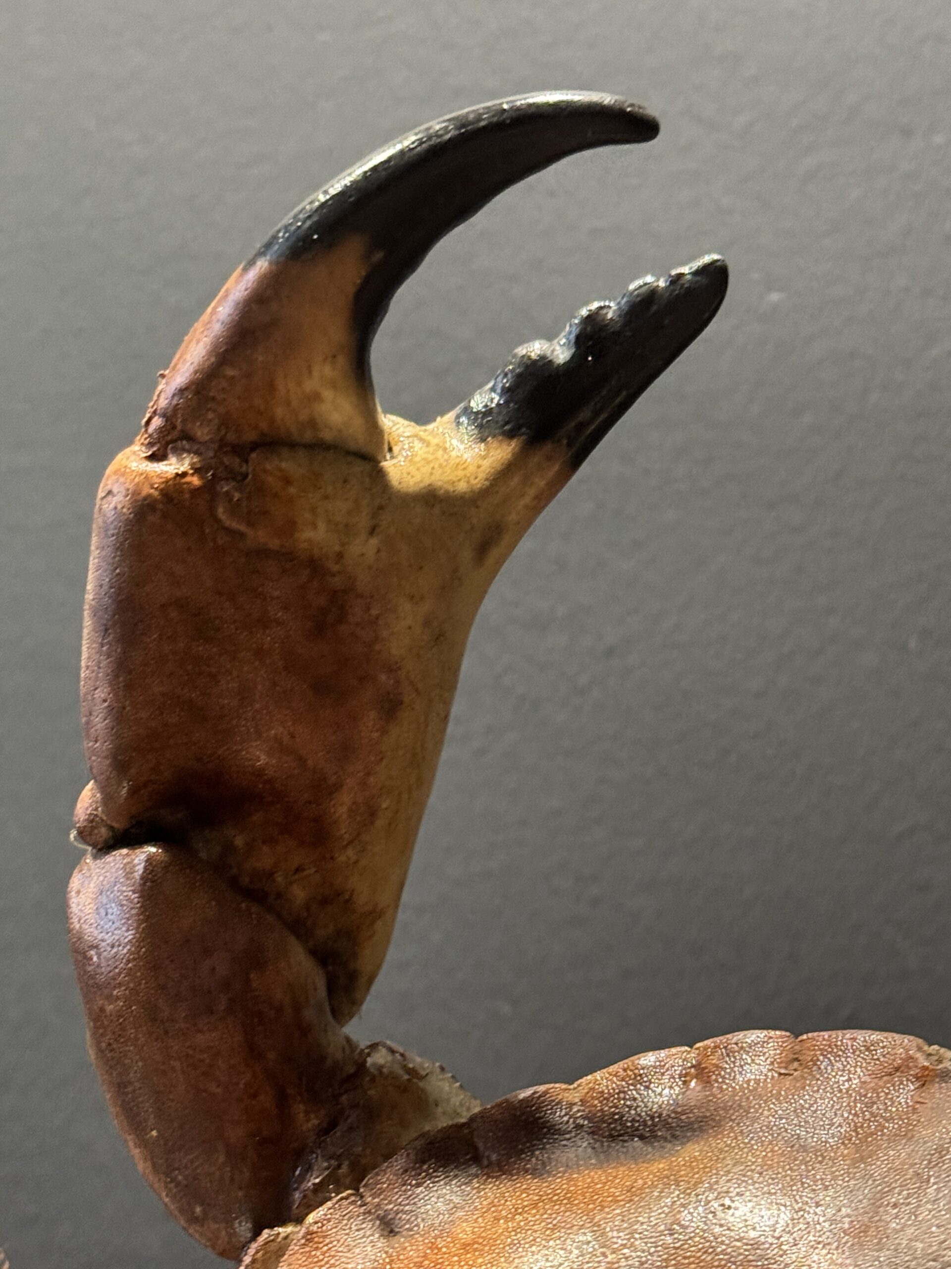 Opgezette Noordzeekrab Opgezette Noordzeekrab