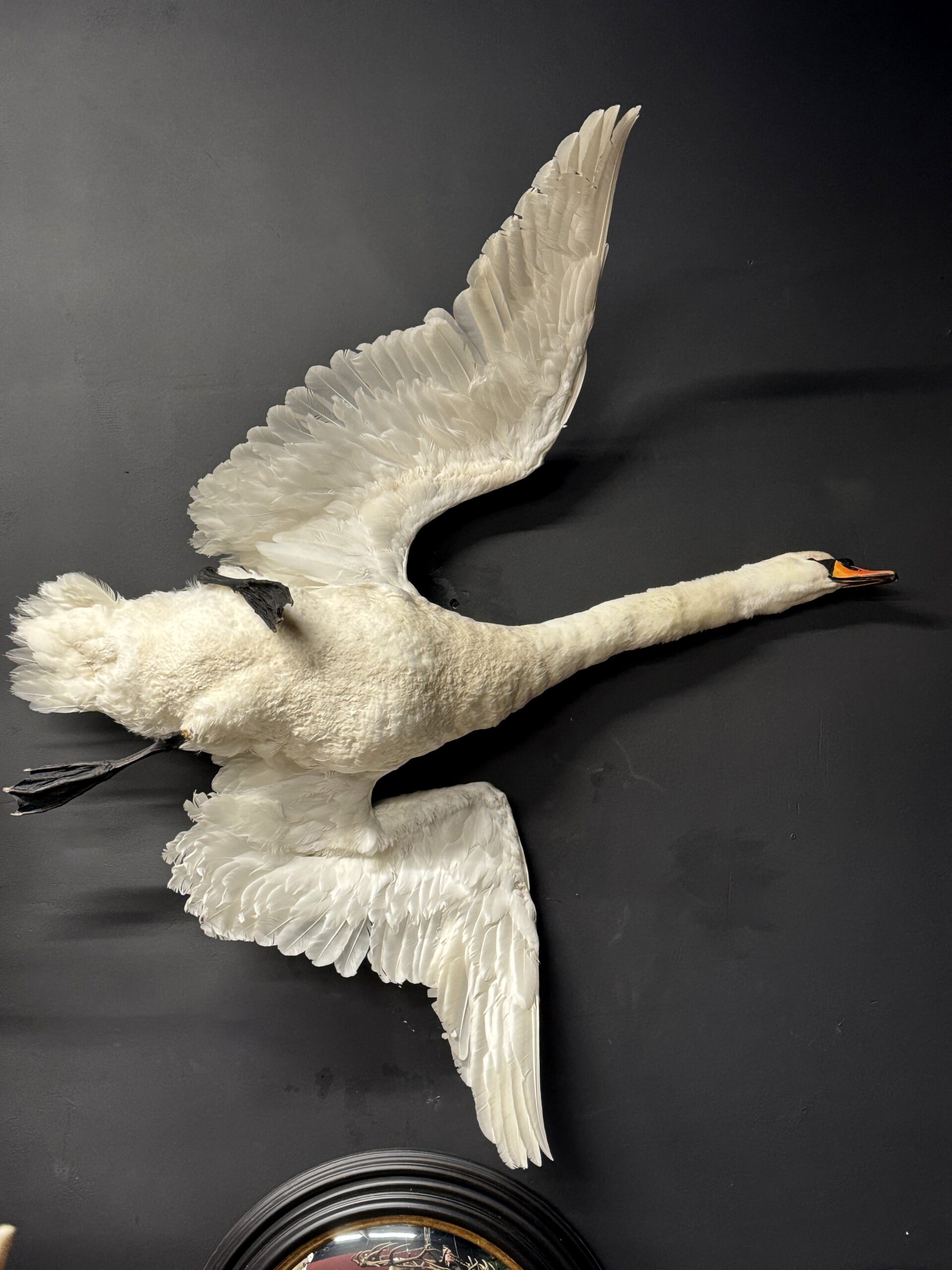 Opgezette zwaan Opgezette zwaan