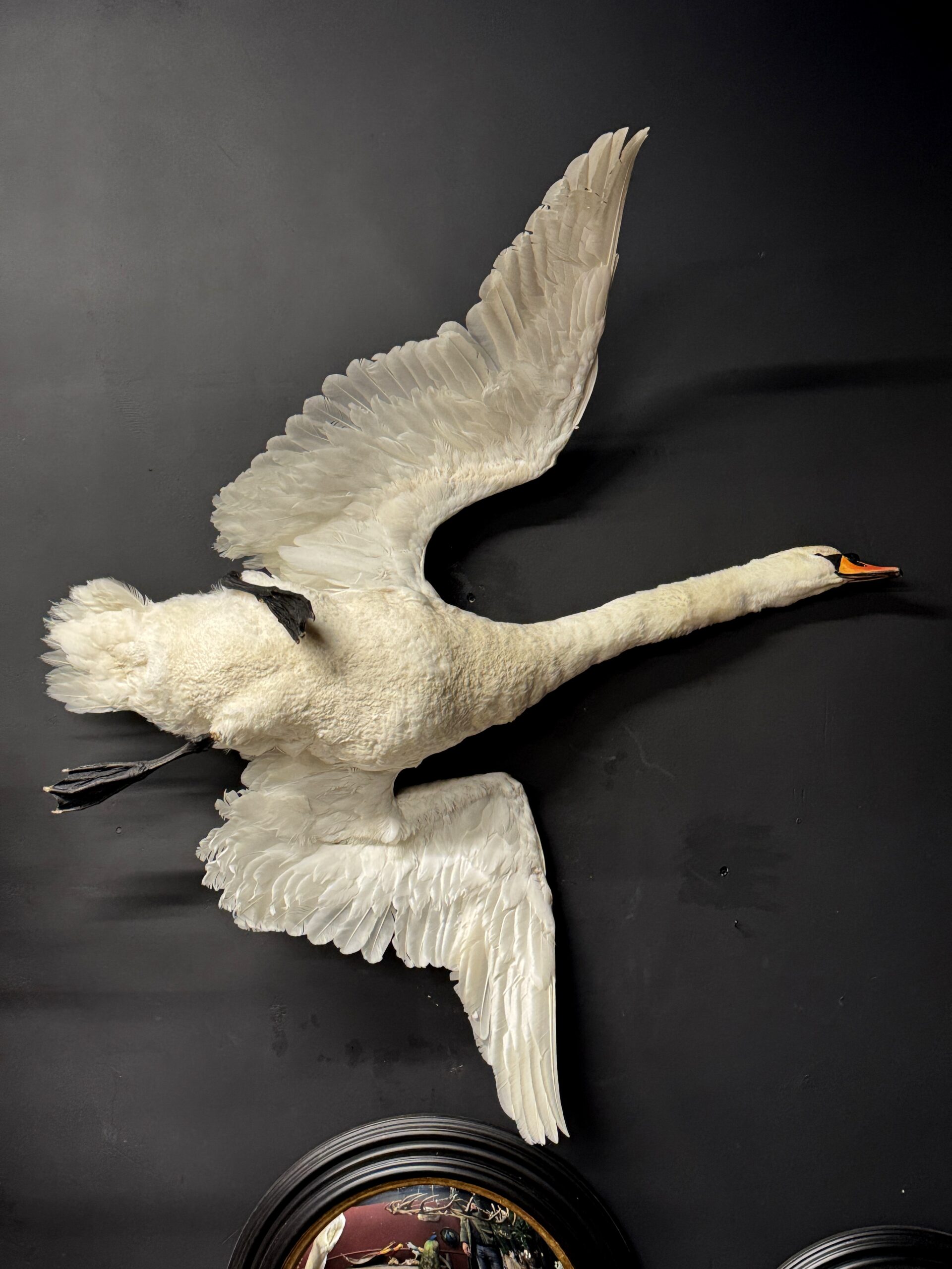 Opgezette zwaan Opgezette zwaan