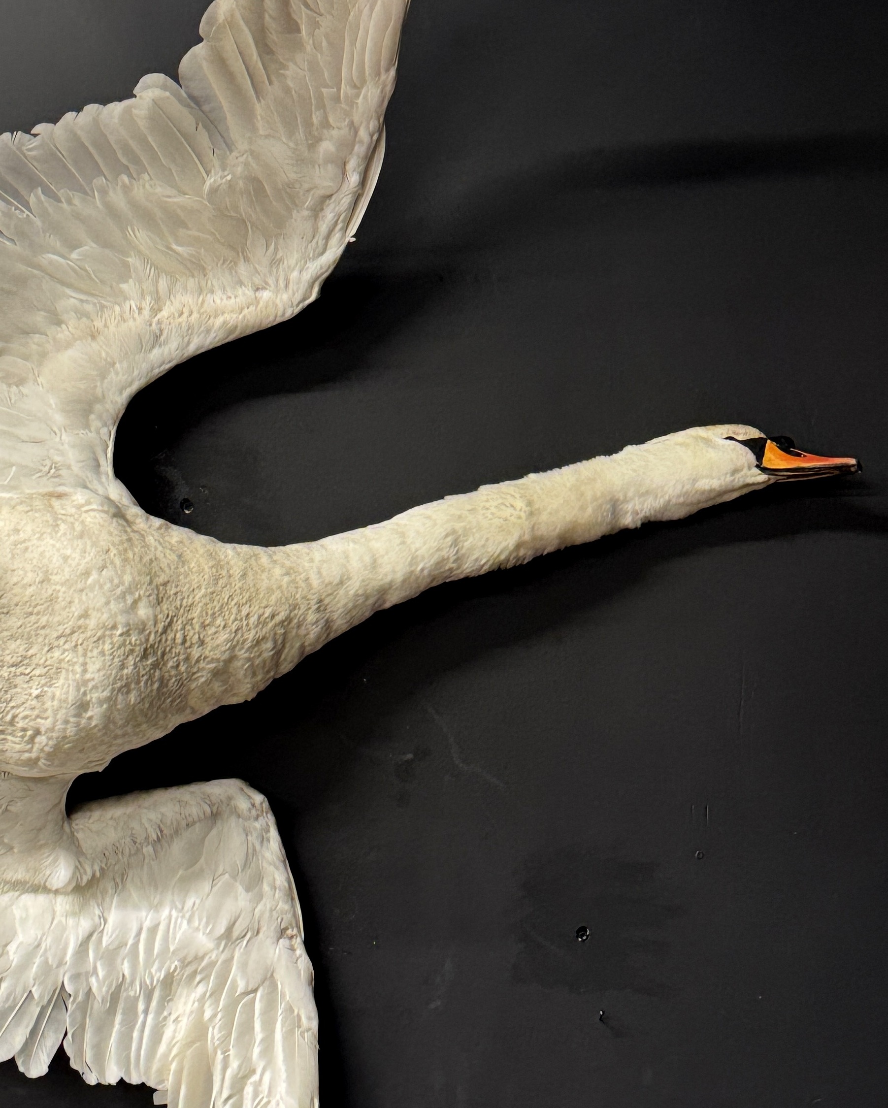 Opgezette zwaan Opgezette zwaan