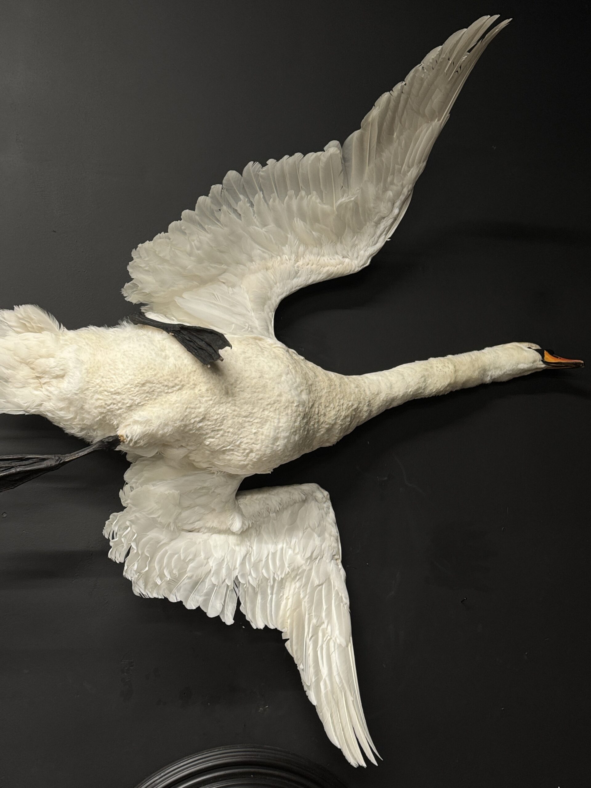 Opgezette zwaan Opgezette zwaan