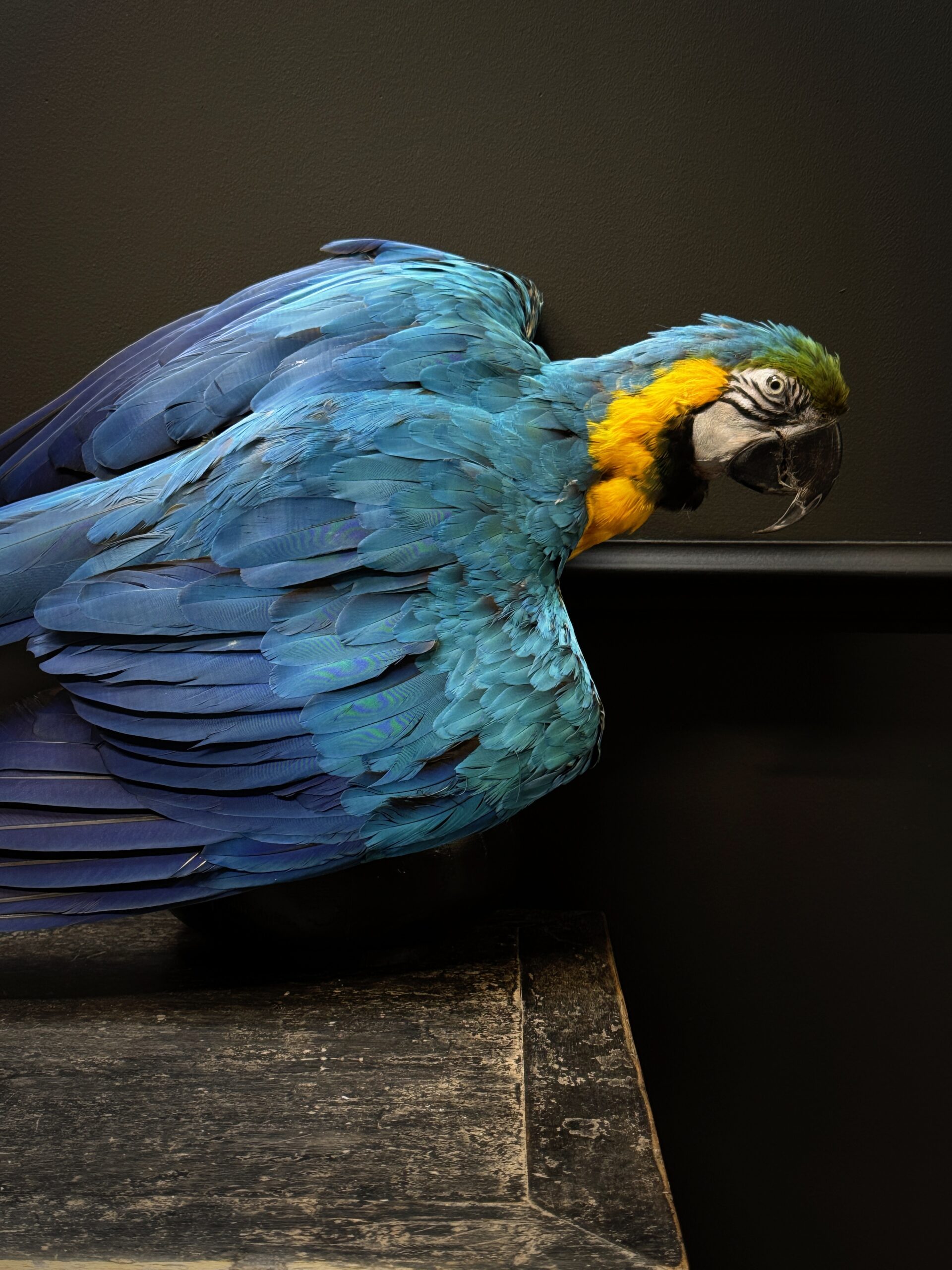 Opgezette Ara Opgezette Ara