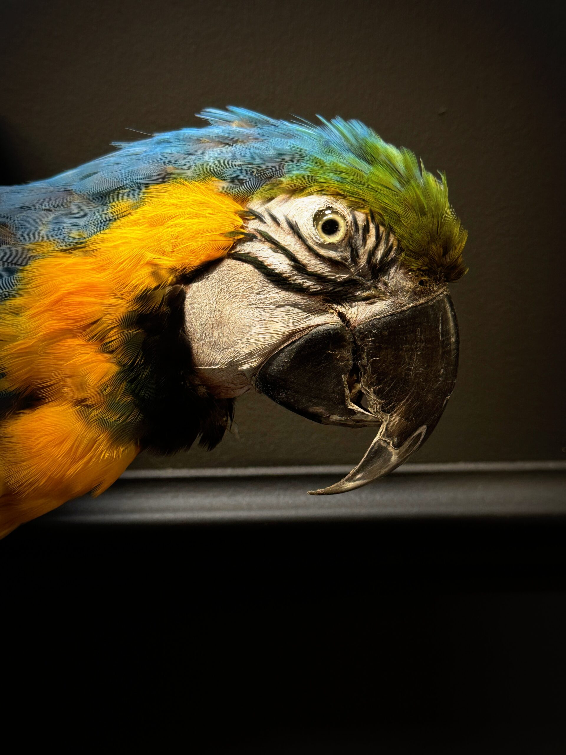 Opgezette Ara Opgezette Ara