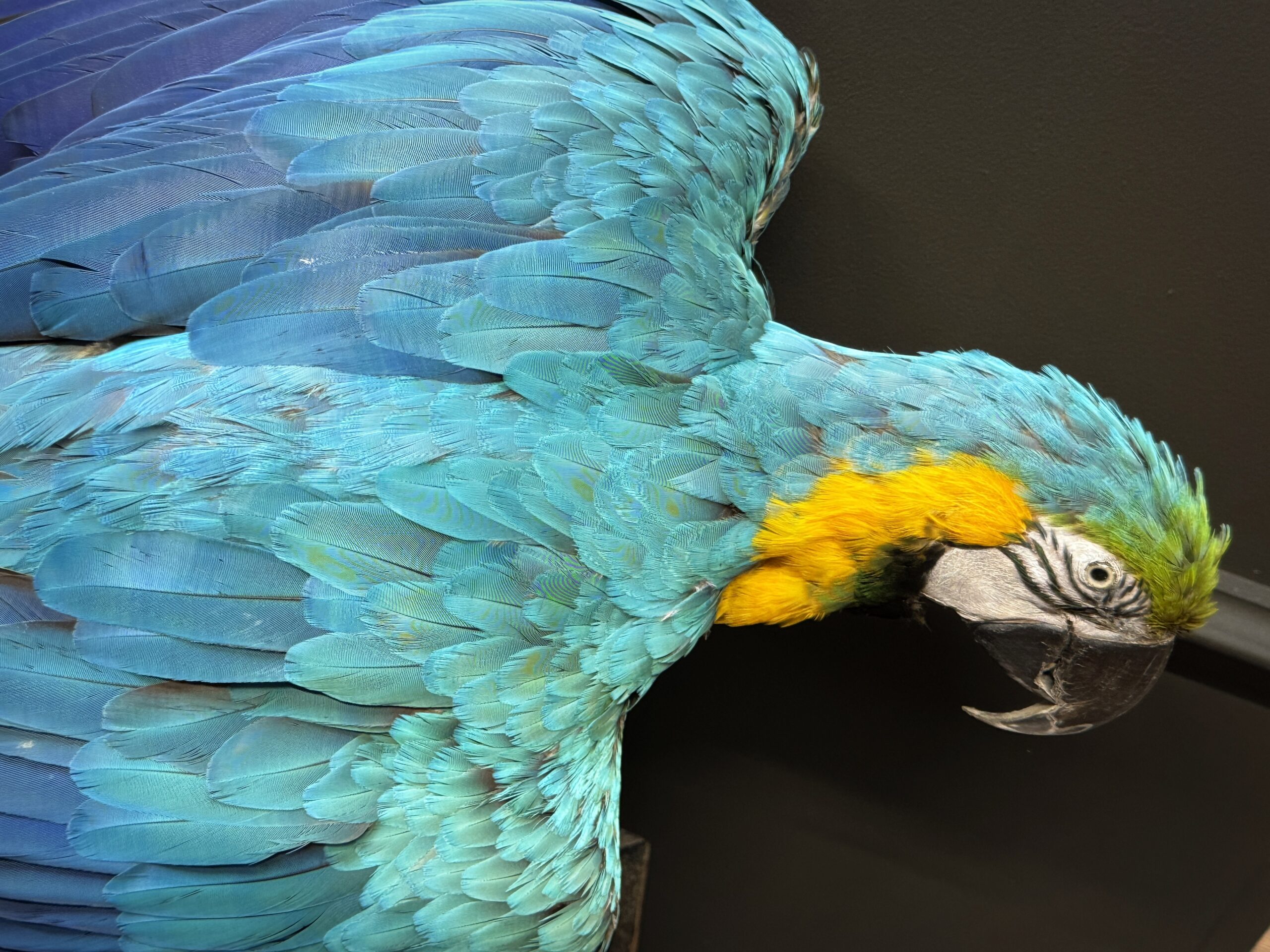 Opgezette Ara Opgezette Ara