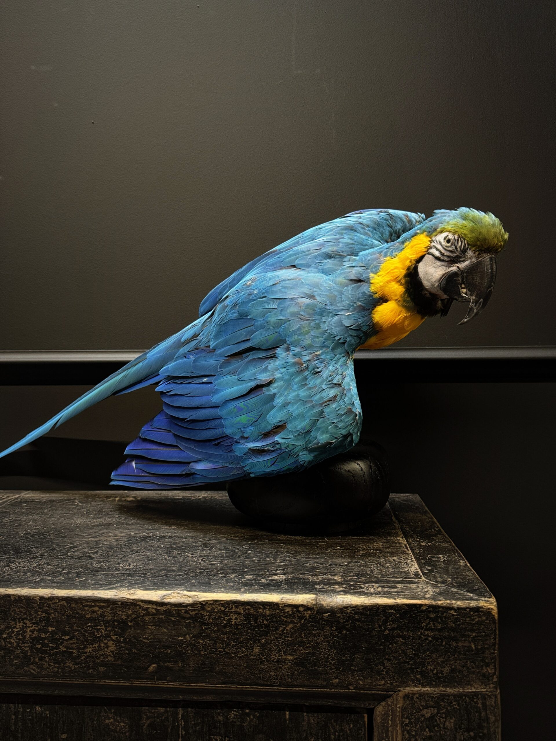 Opgezette Ara Opgezette Ara