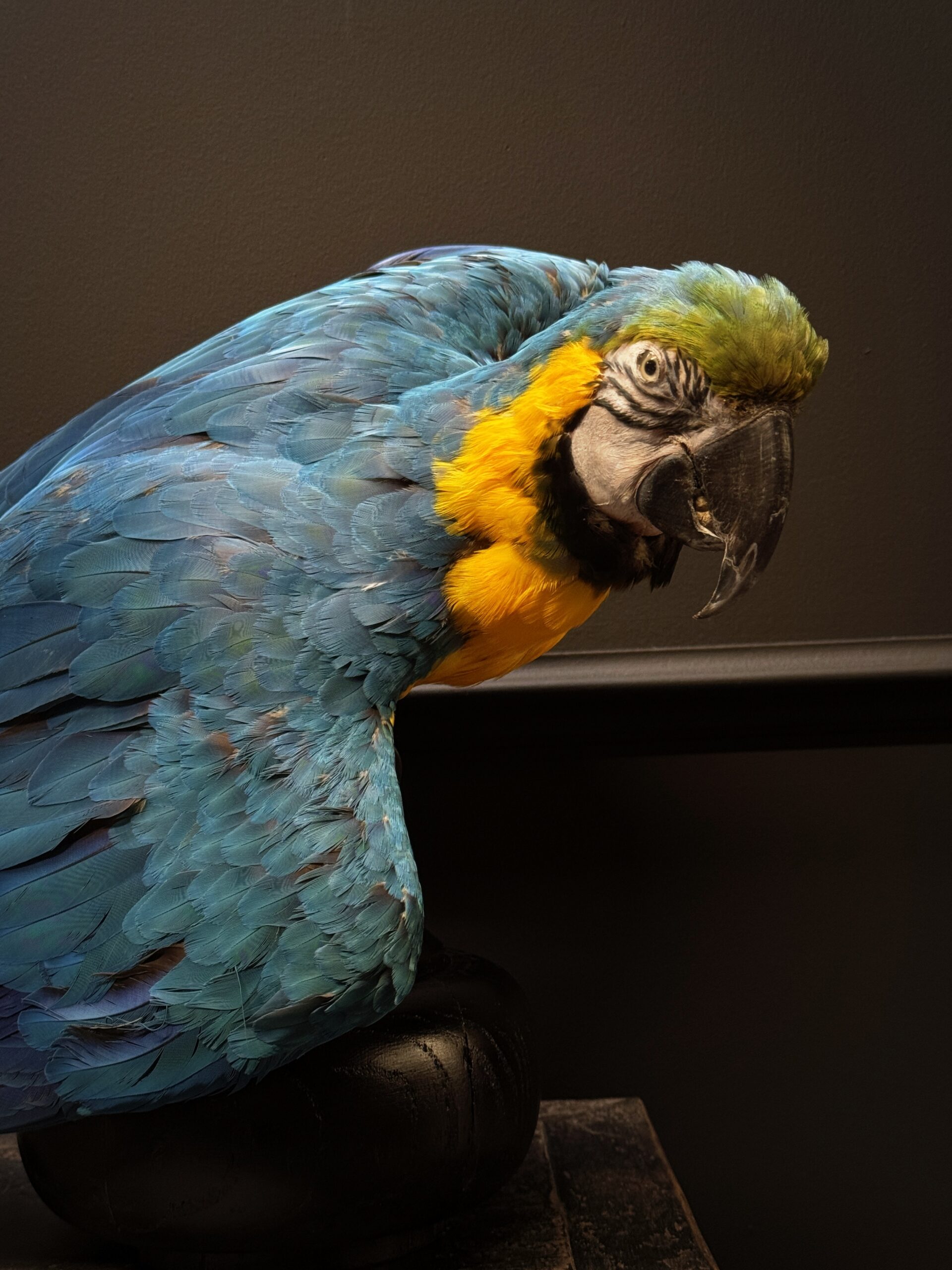 Opgezette Ara Opgezette Ara