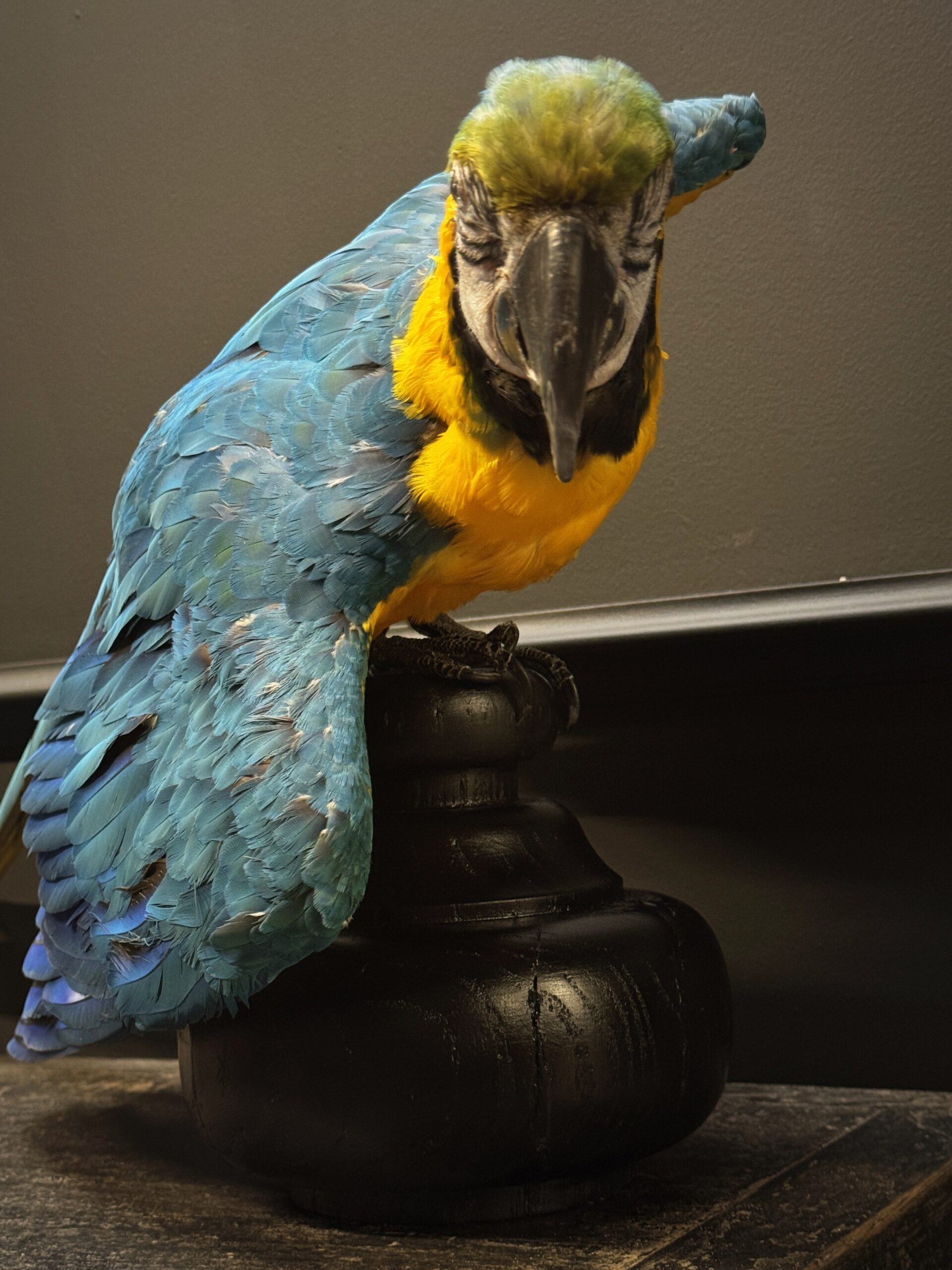 Opgezette Ara Opgezette Ara