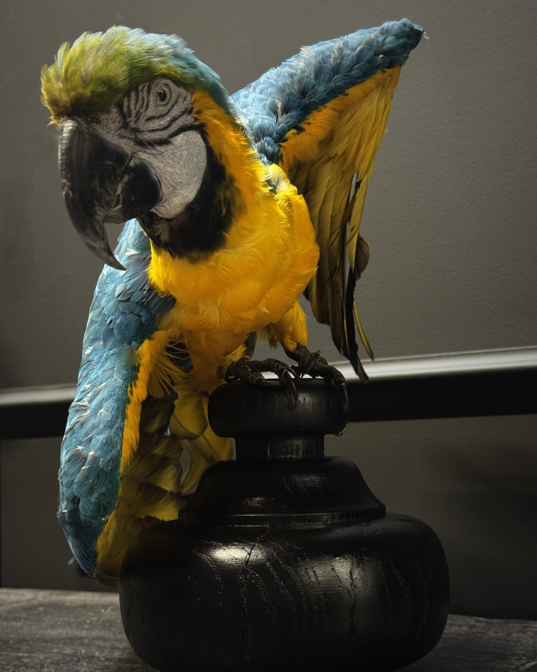 Opgezette Ara Opgezette Ara