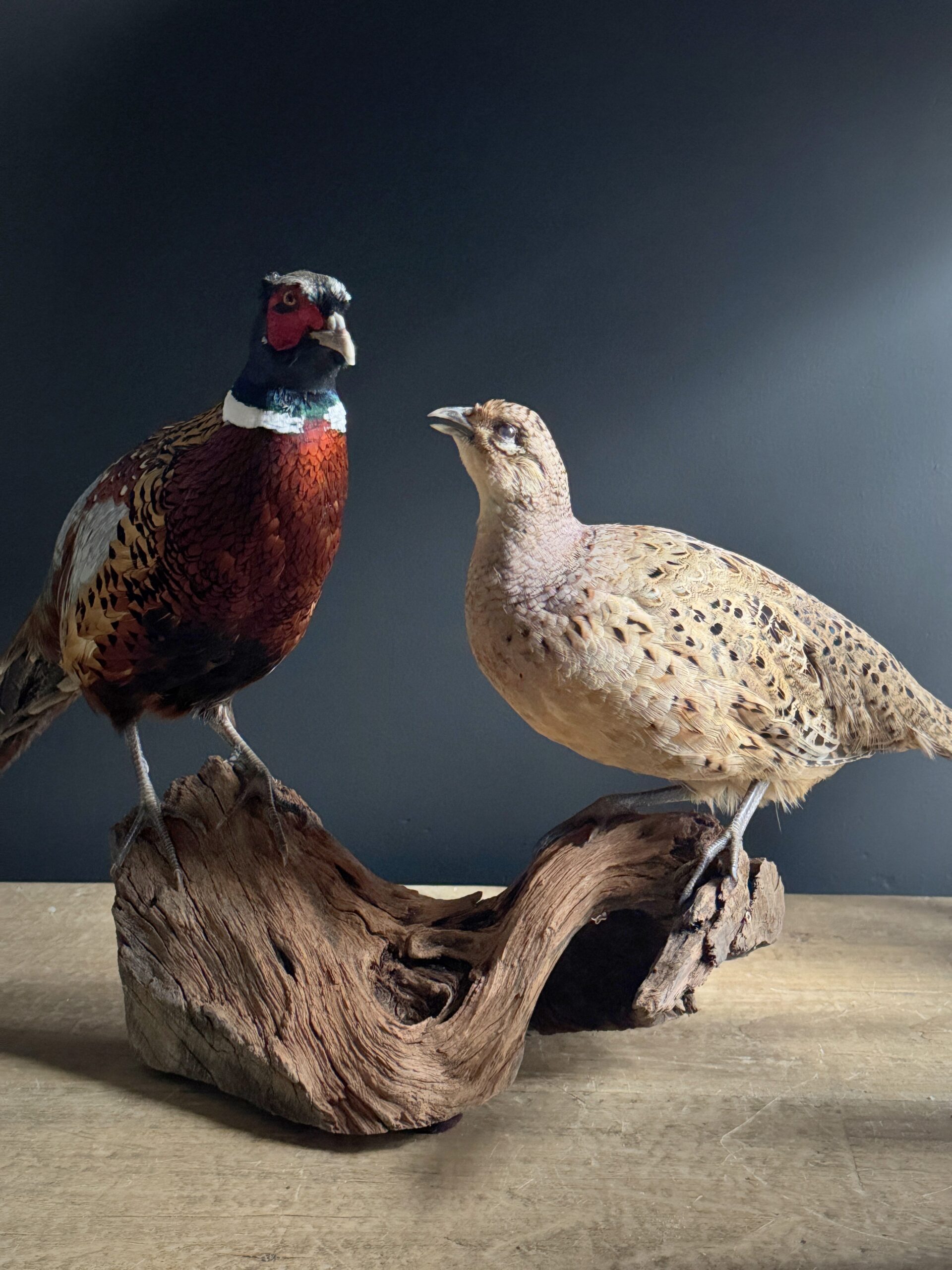 Opgezette fazanten Opgezette fazanten