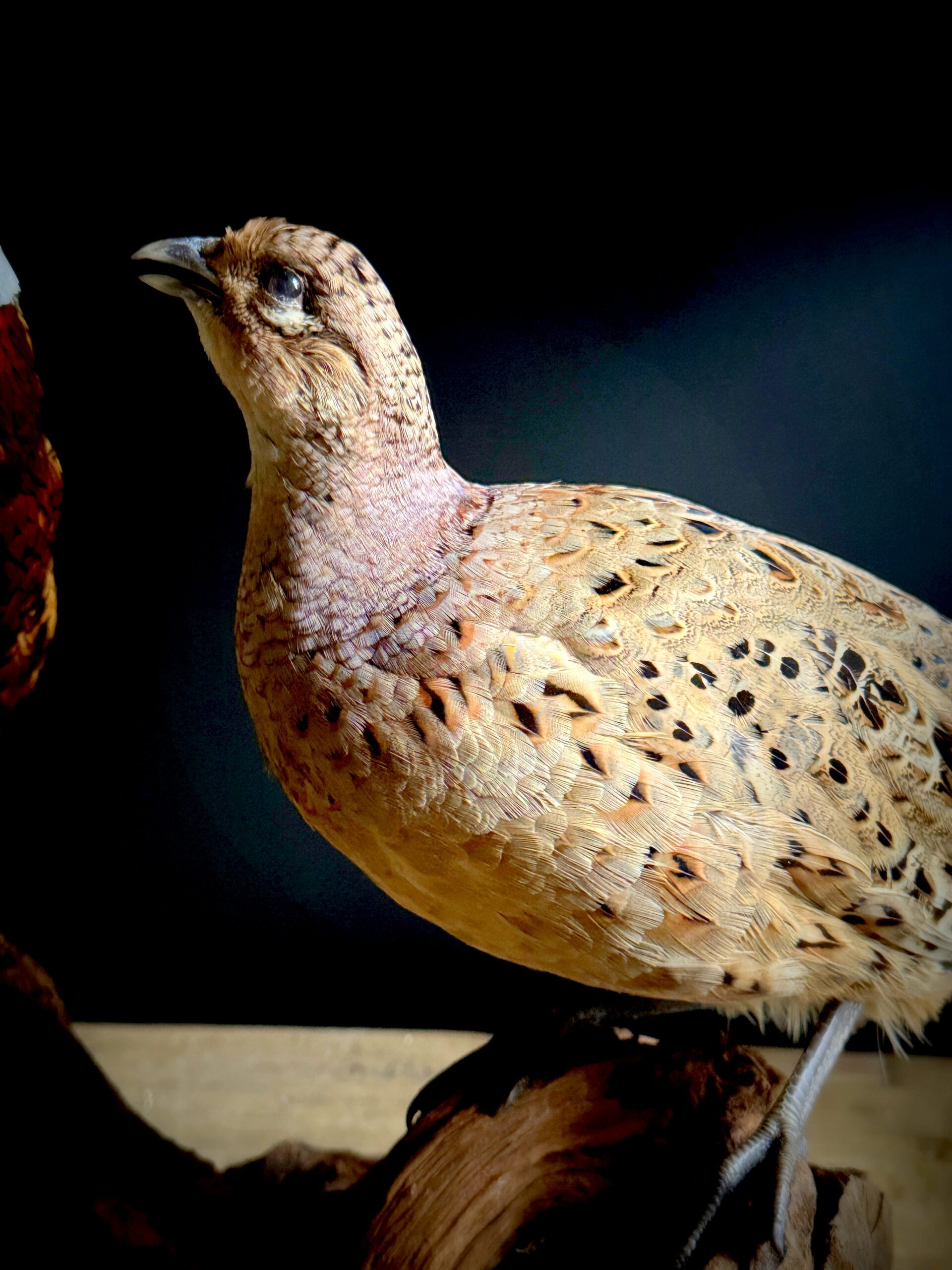 Opgezette fazanten Opgezette fazanten