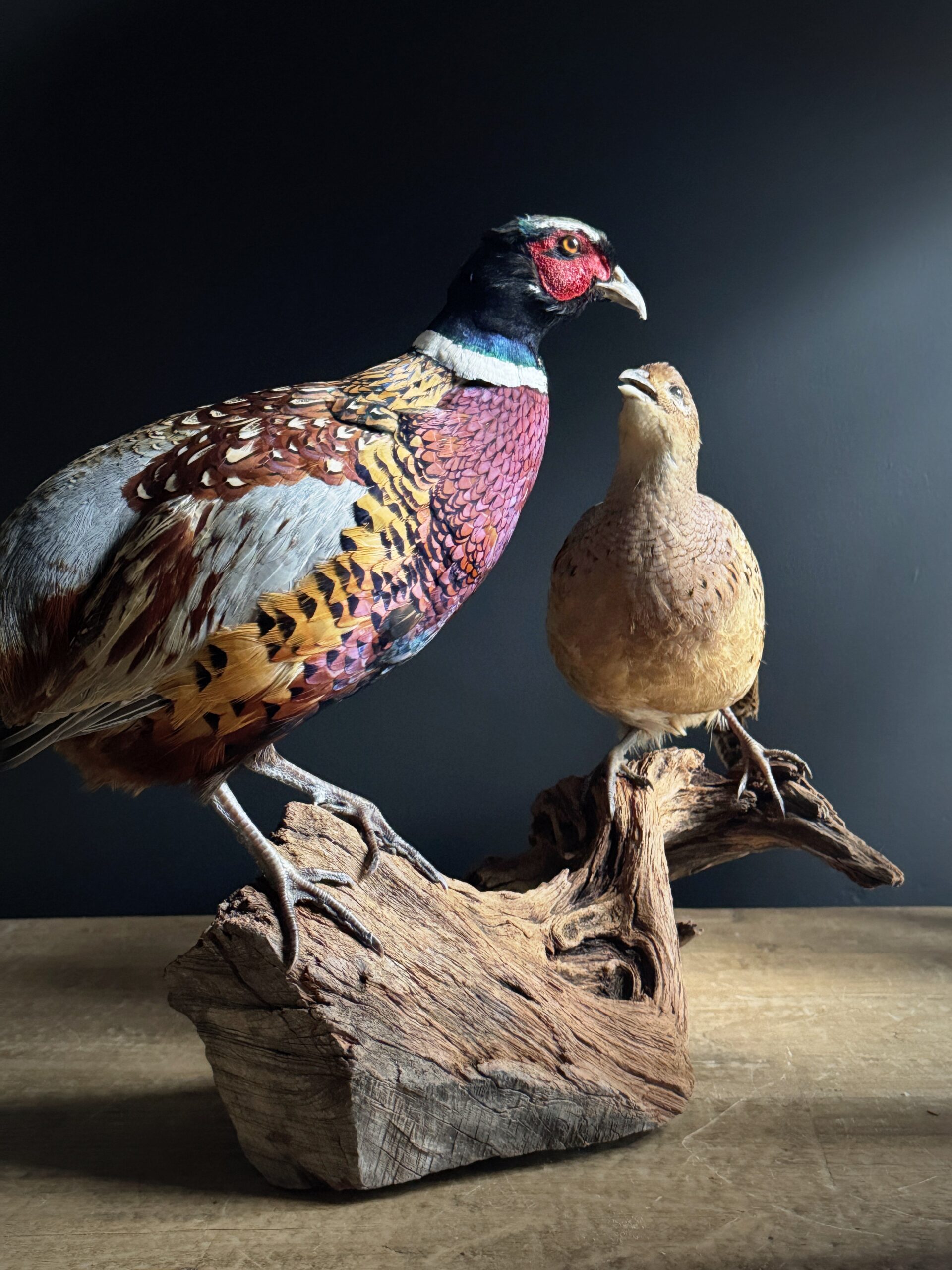 Opgezette fazanten Opgezette fazanten