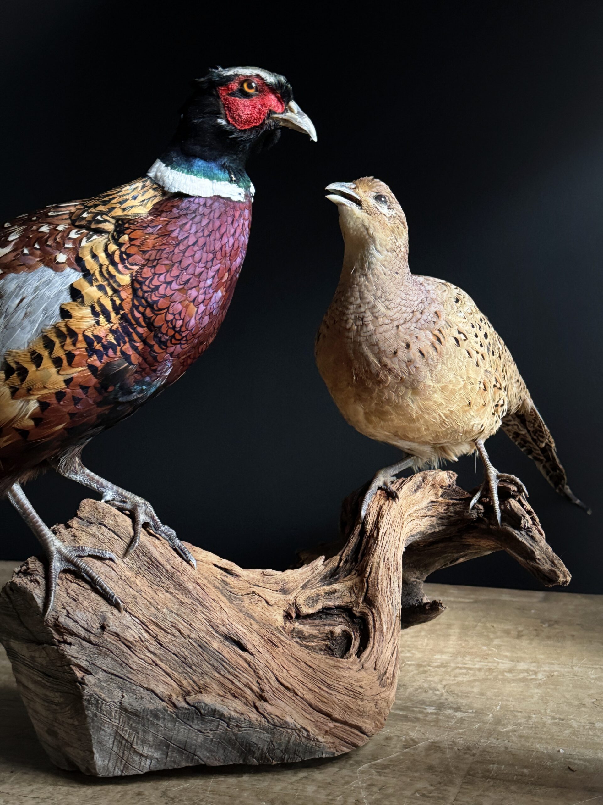 Opgezette fazanten Opgezette fazanten