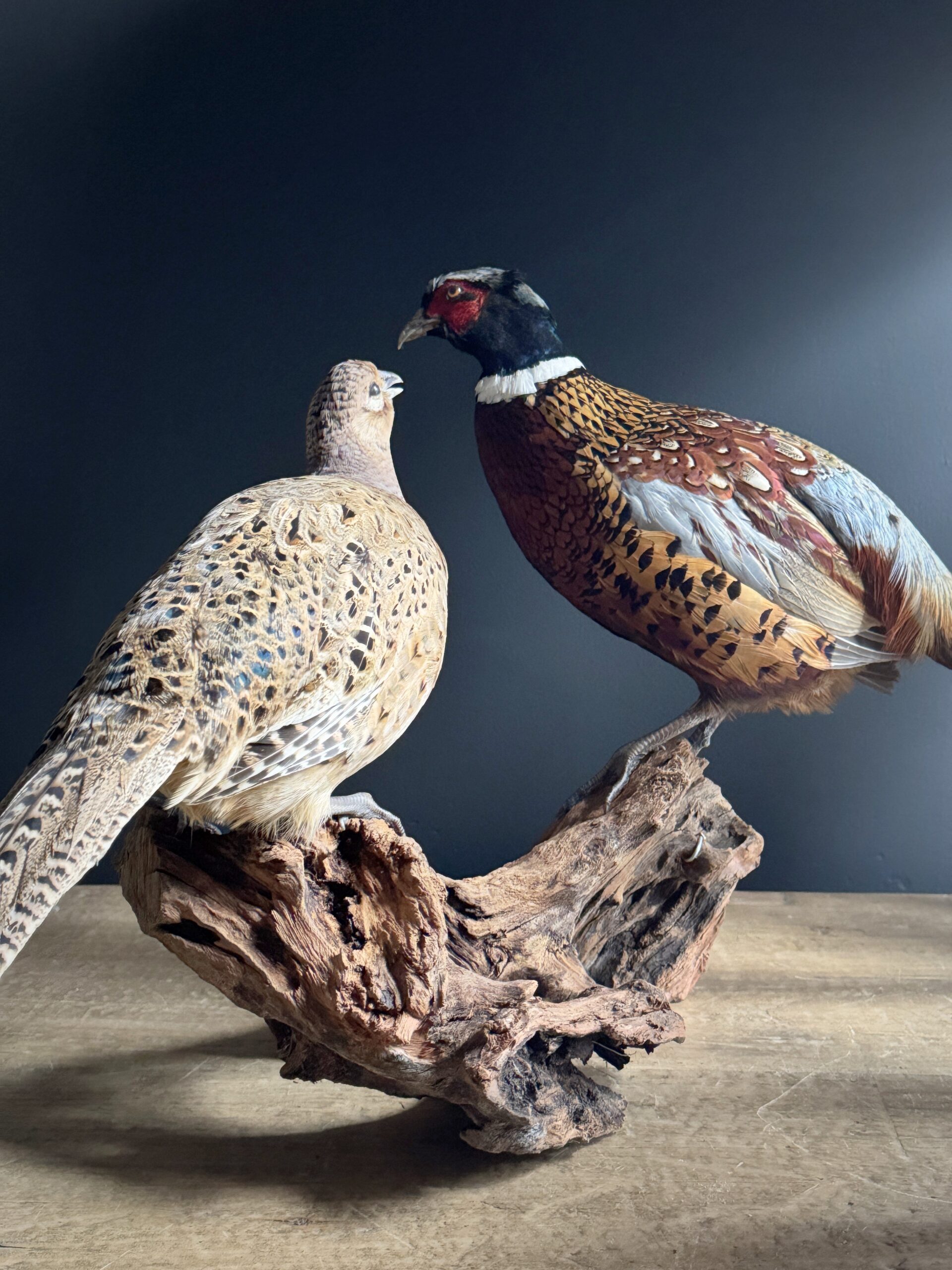 Opgezette fazanten Opgezette fazanten