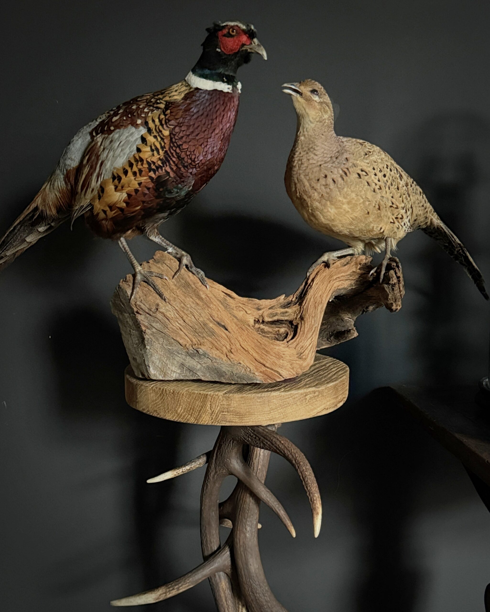 Opgezette fazanten Opgezette fazanten