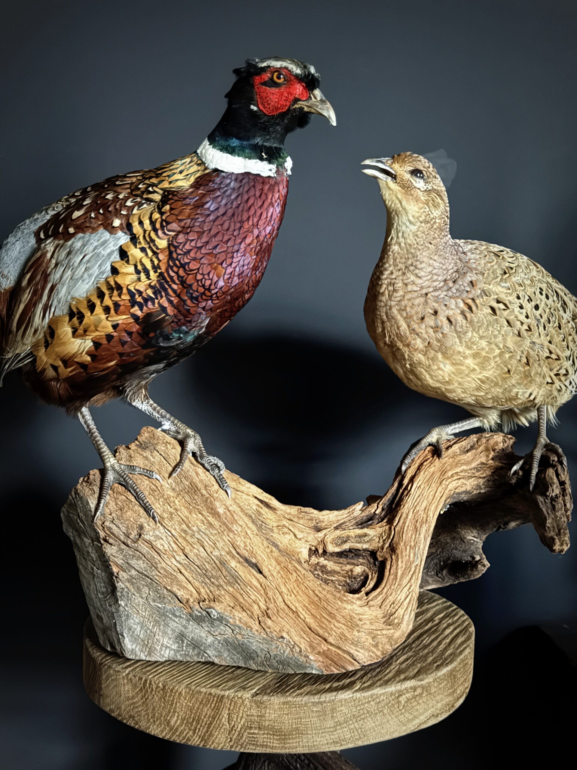 Opgezette fazanten Opgezette fazanten