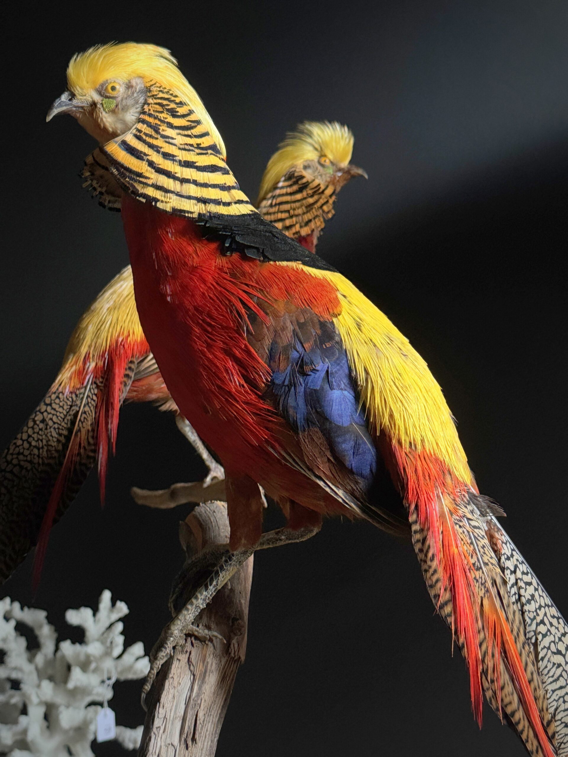 Opgezette goudfazant