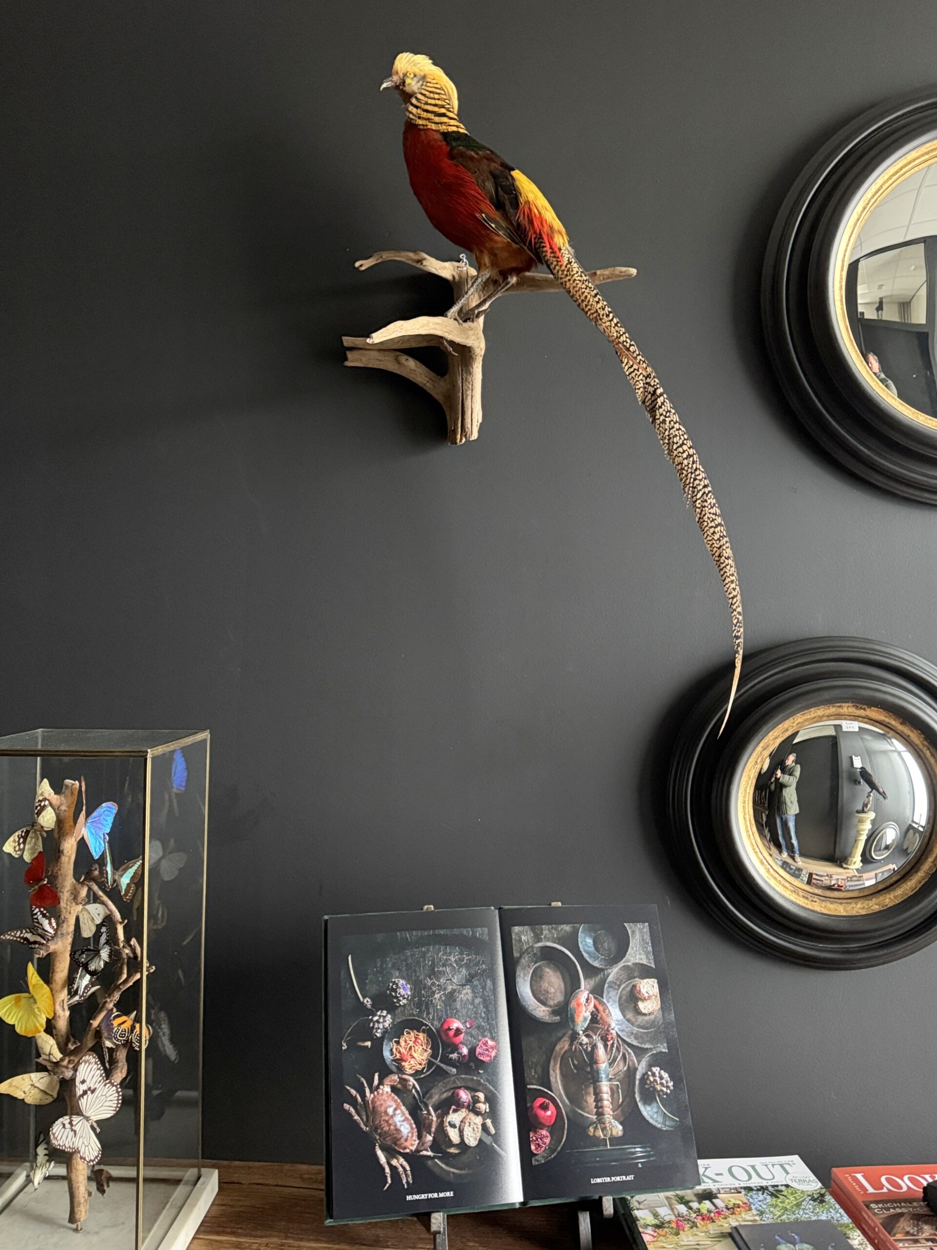 Opgezette goudfazant Opgezette goudfazant