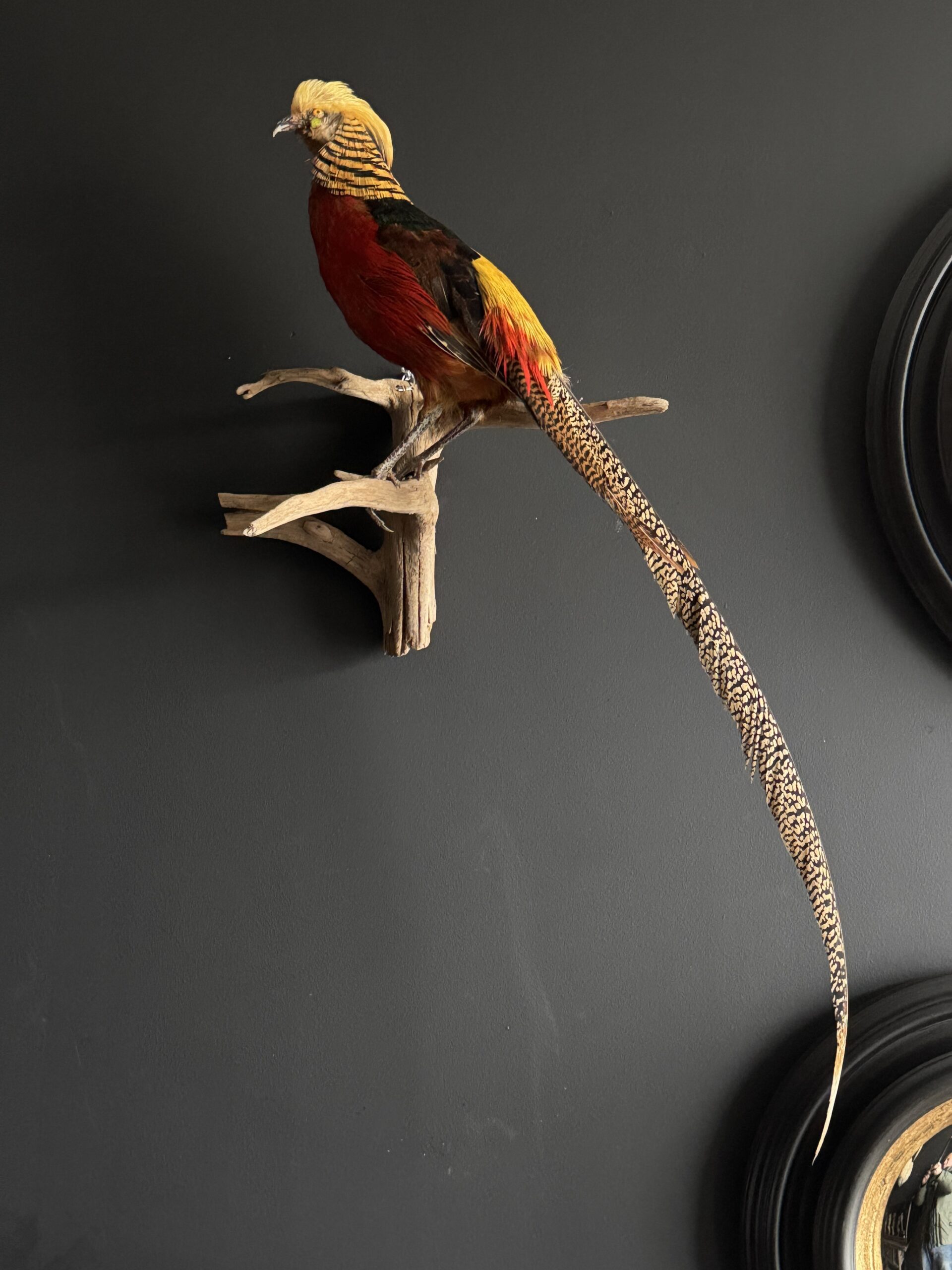 Opgezette goudfazant Opgezette goudfazant