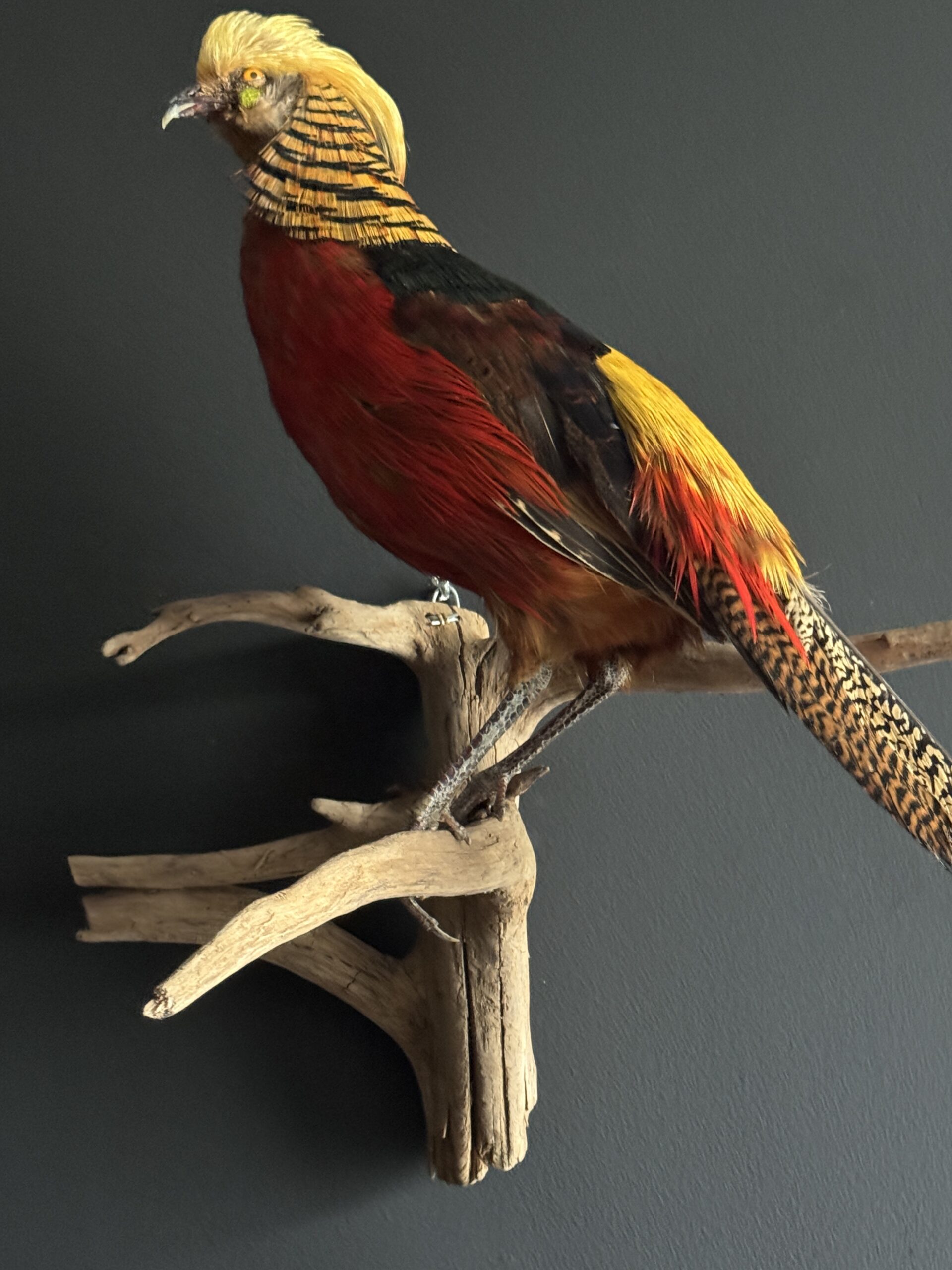 Opgezette goudfazant Opgezette goudfazant