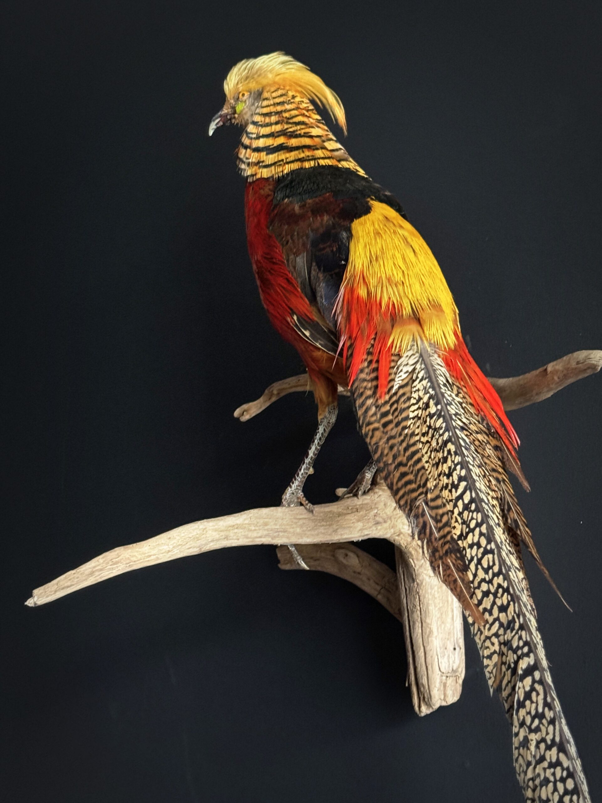 Opgezette goudfazant Opgezette goudfazant