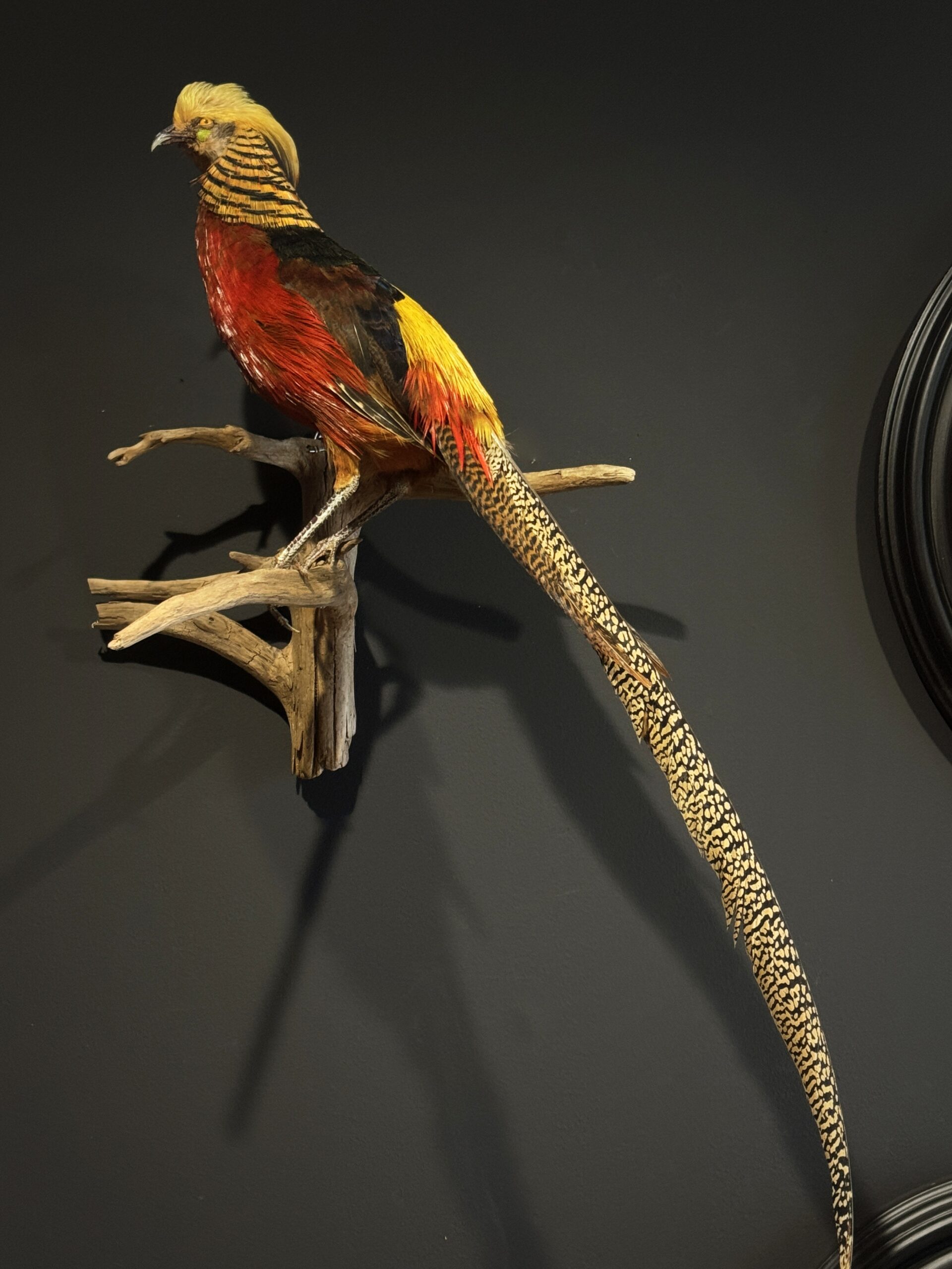 Opgezette goudfazant Opgezette goudfazant