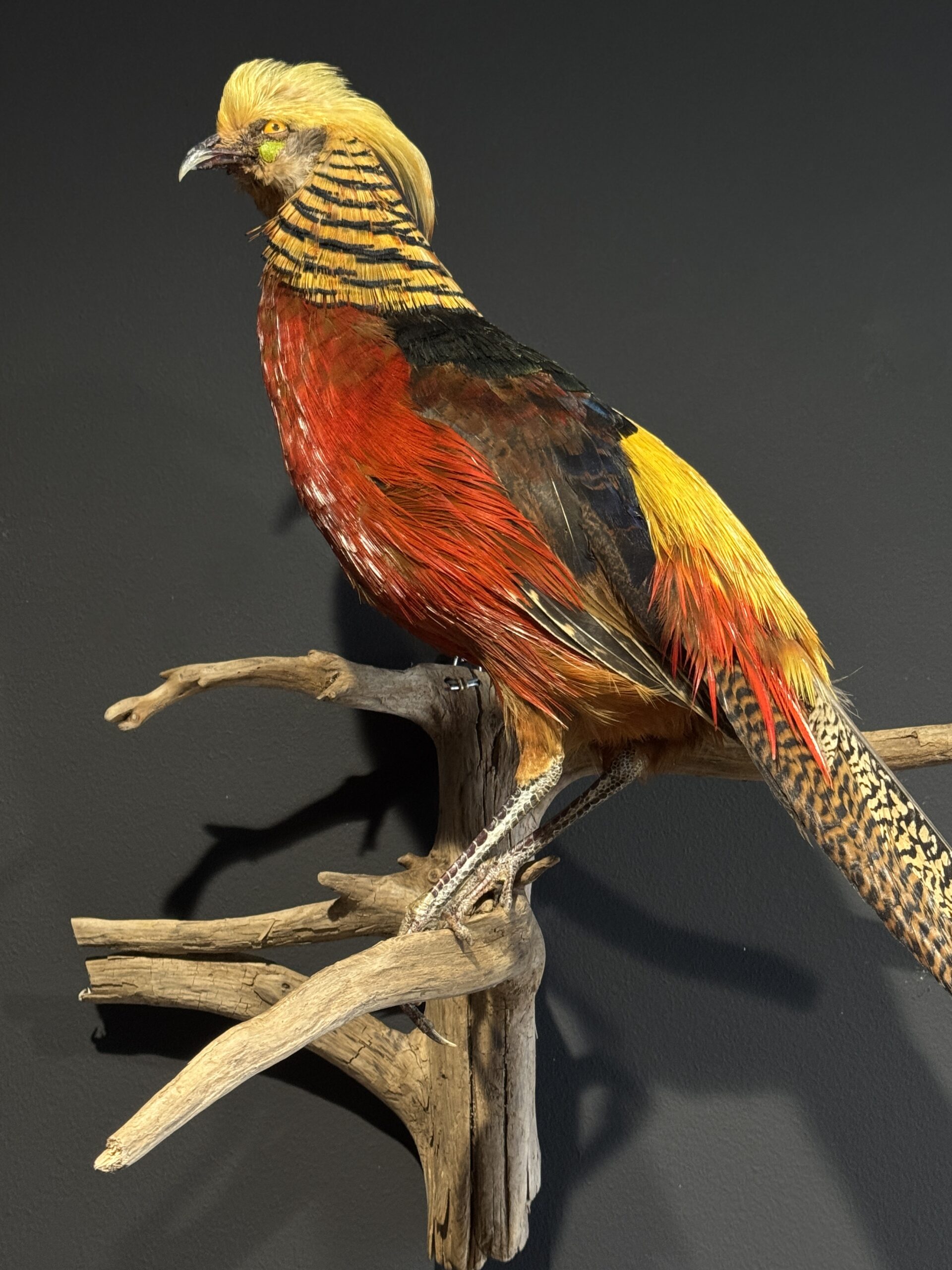 Opgezette goudfazant Opgezette goudfazant