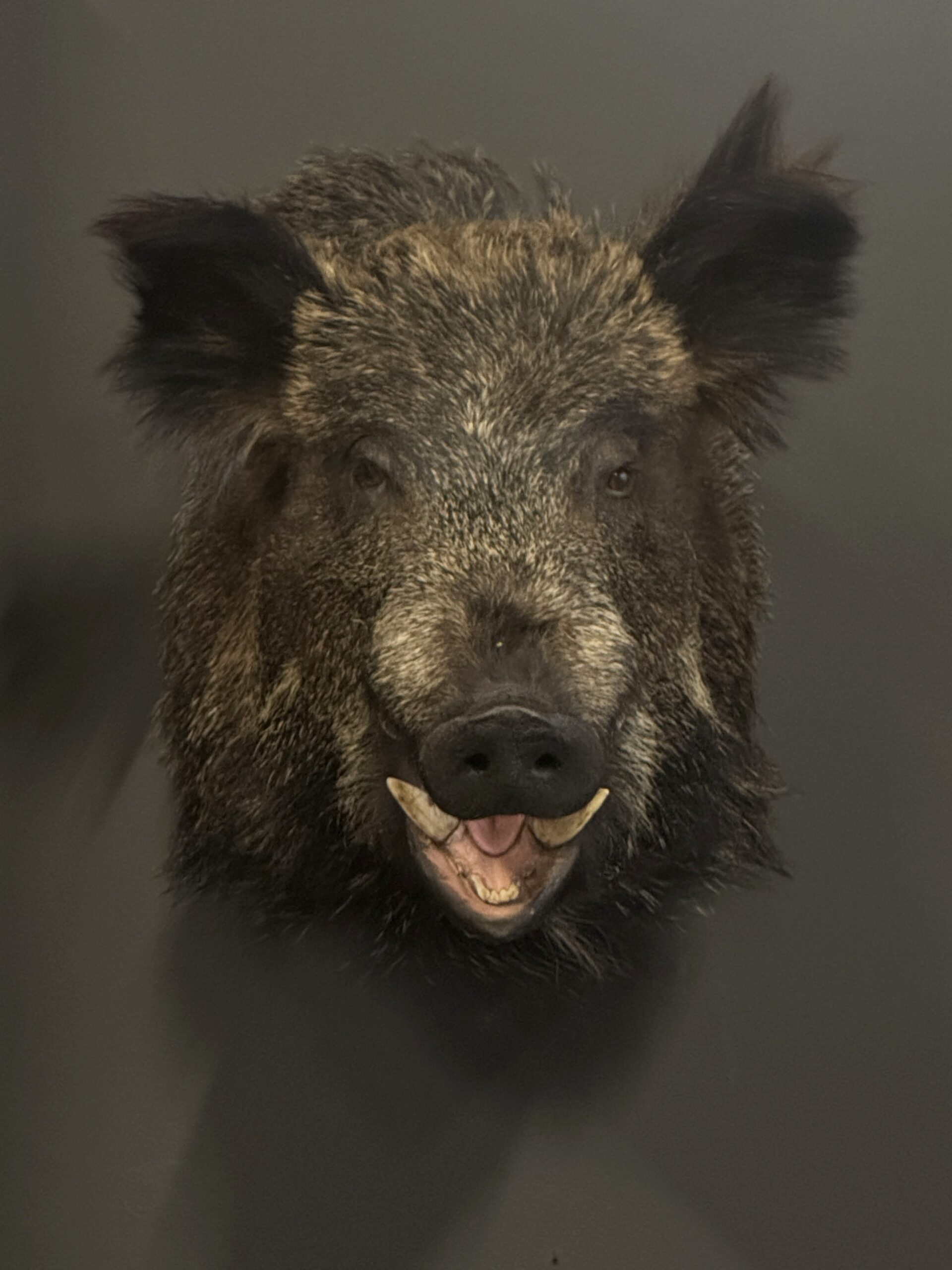 Opgezette zwijnenkop