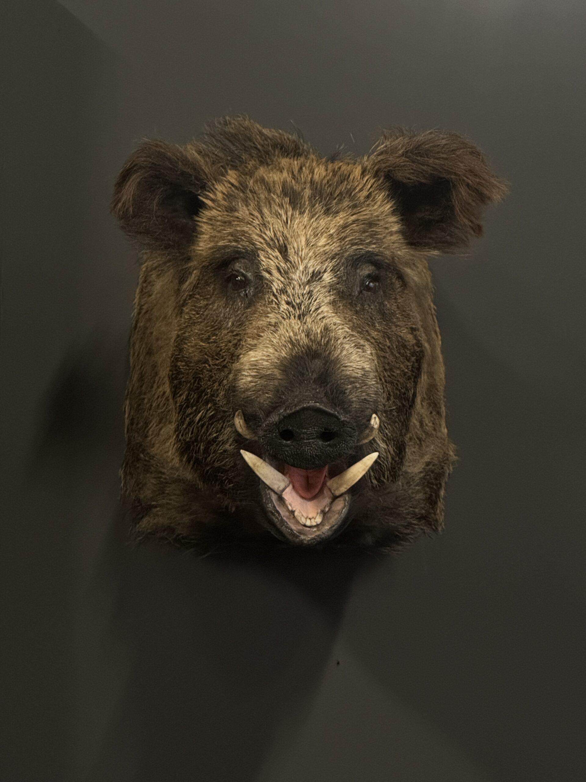 Opgezette zwijnenkop