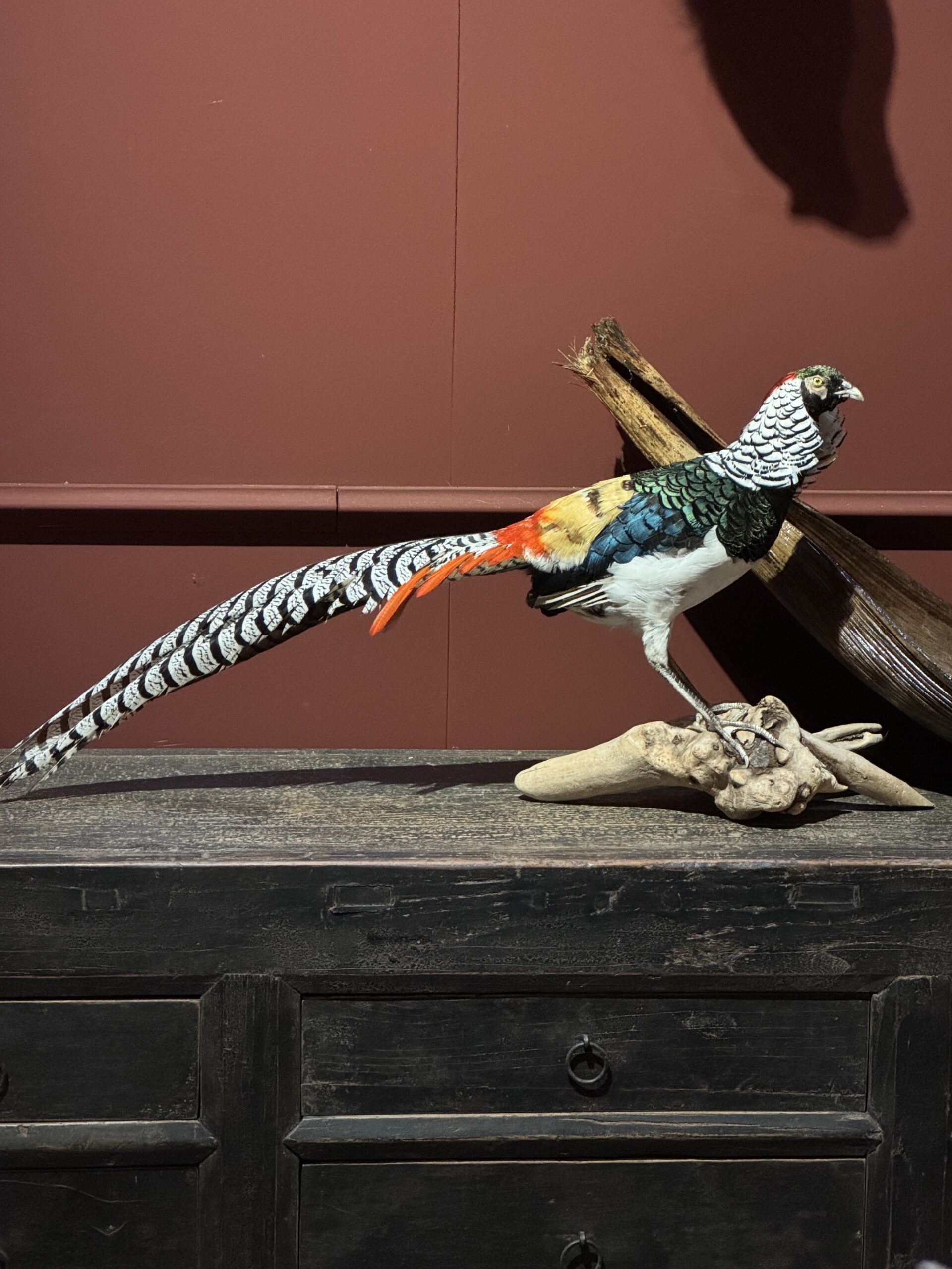 Opgezette Lady Amhers fazant