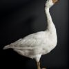 Opgezette witte gans Opgezette witte gans