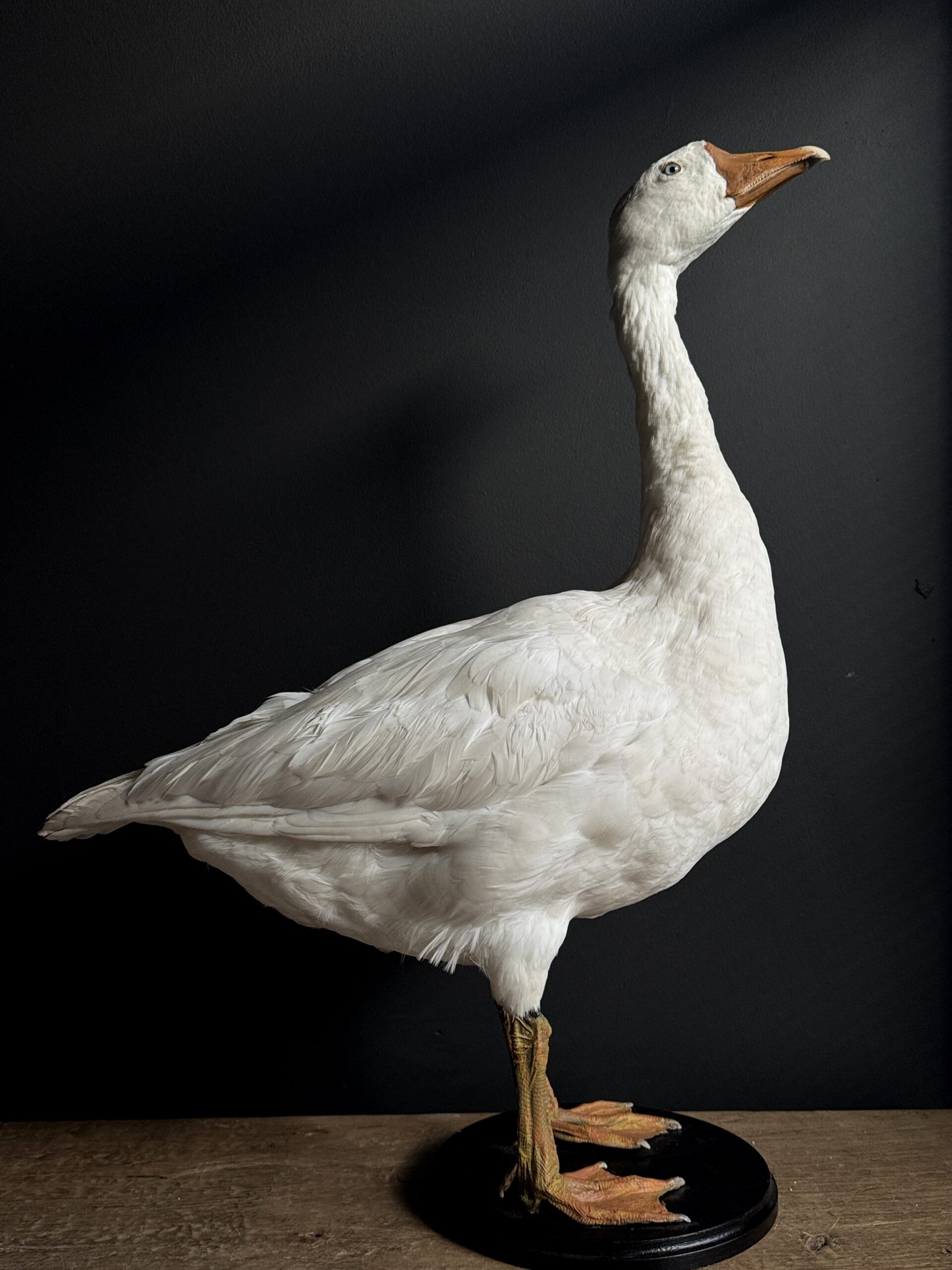 Opgezette witte gans