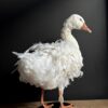 Opgezette gans Opgezette gans