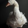 Opgezette gans Opgezette gans