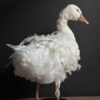 Opgezette gans Opgezette gans
