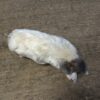 opgezette witte mol