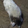 opgezette witte mol