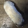 opgezette witte mol
