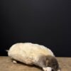 opgezette witte mol