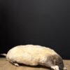 opgezette witte mol
