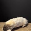 opgezette witte mol