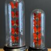 Kleine stolp met rode vlinders Kleine stolp met rode vlinders