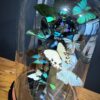 Antieke stolp met wit/ turqoise vlinder mix Antieke stolp met wit/ turqoise vlinder mix