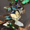 Antieke stolp met wit/ turqoise vlinder mix Antieke stolp met wit/ turqoise vlinder mix