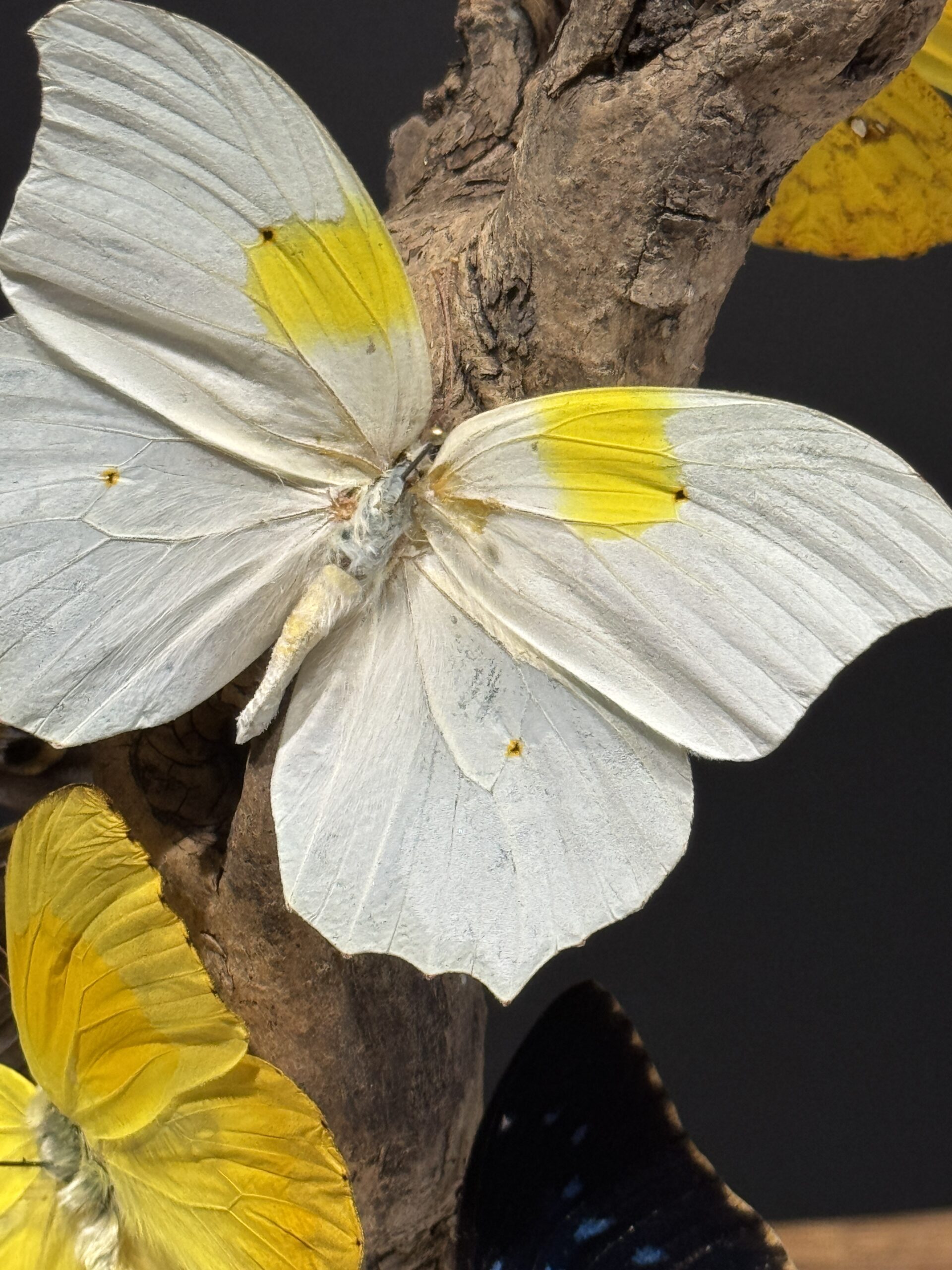 Moderne vlinderstolp Moderne vlinderstolp