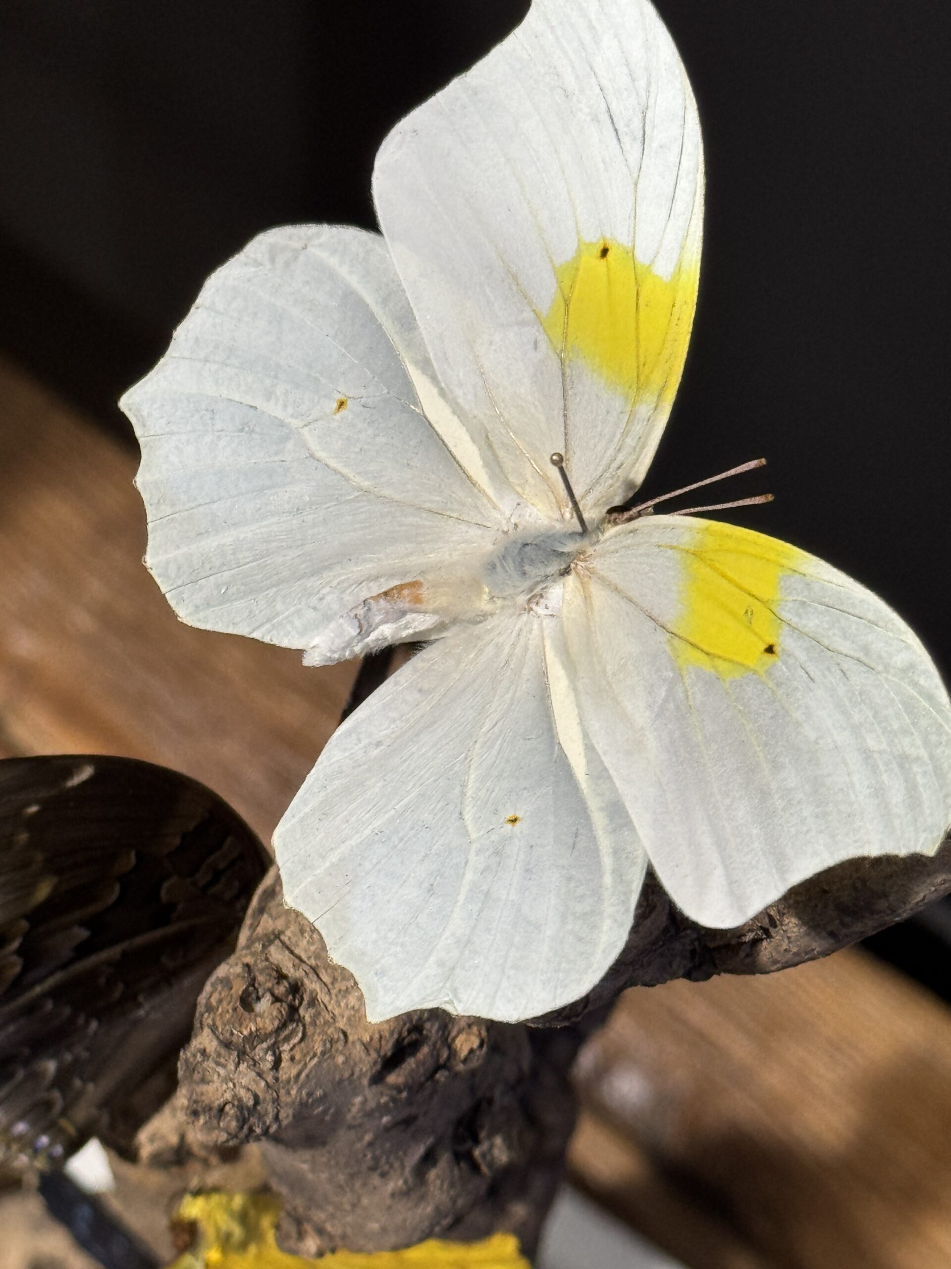 Moderne vlinderstolp Moderne vlinderstolp