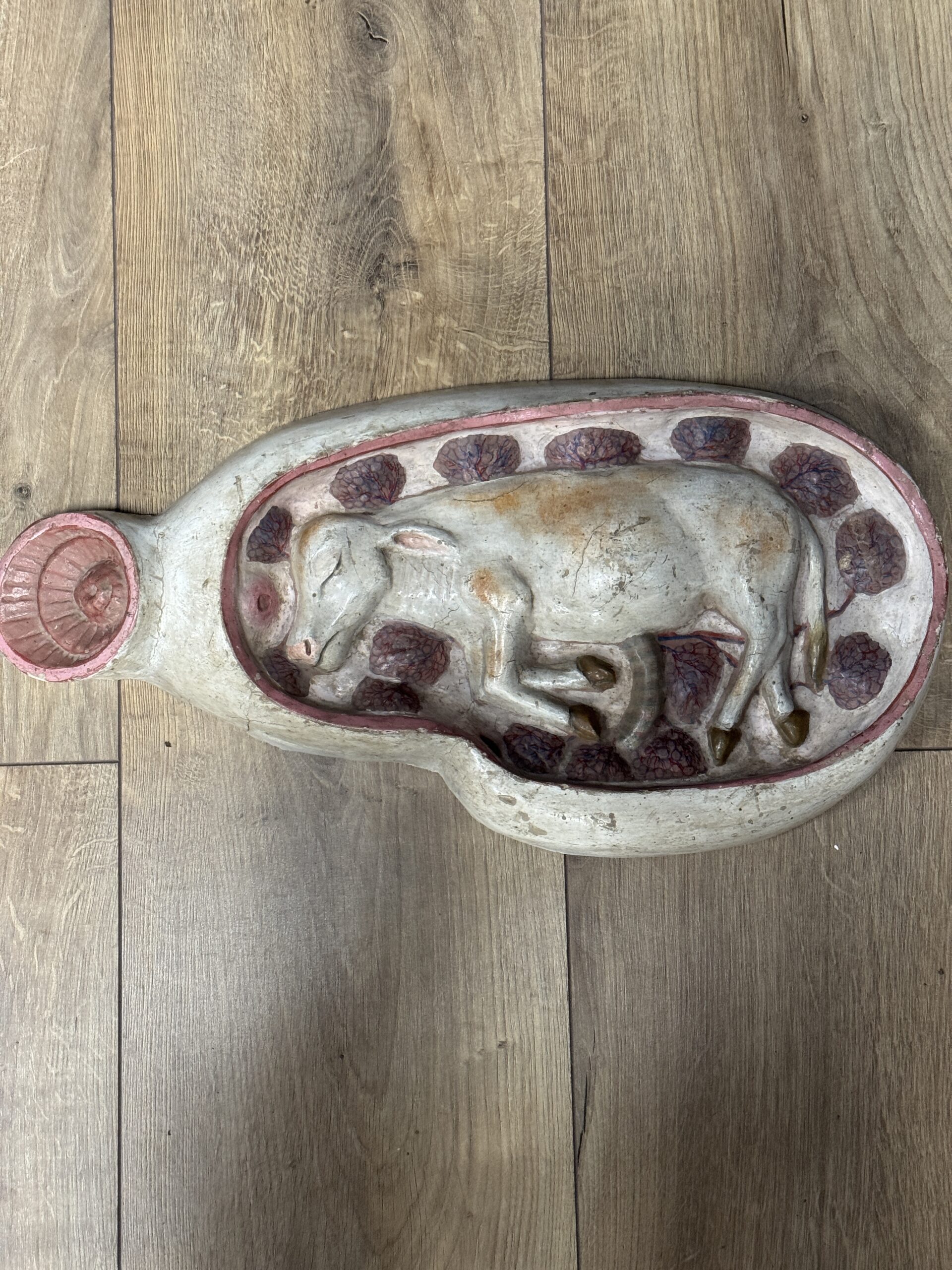 Medisch model van een baarmoeder van een koe Medisch model van een baarmoeder van een koe