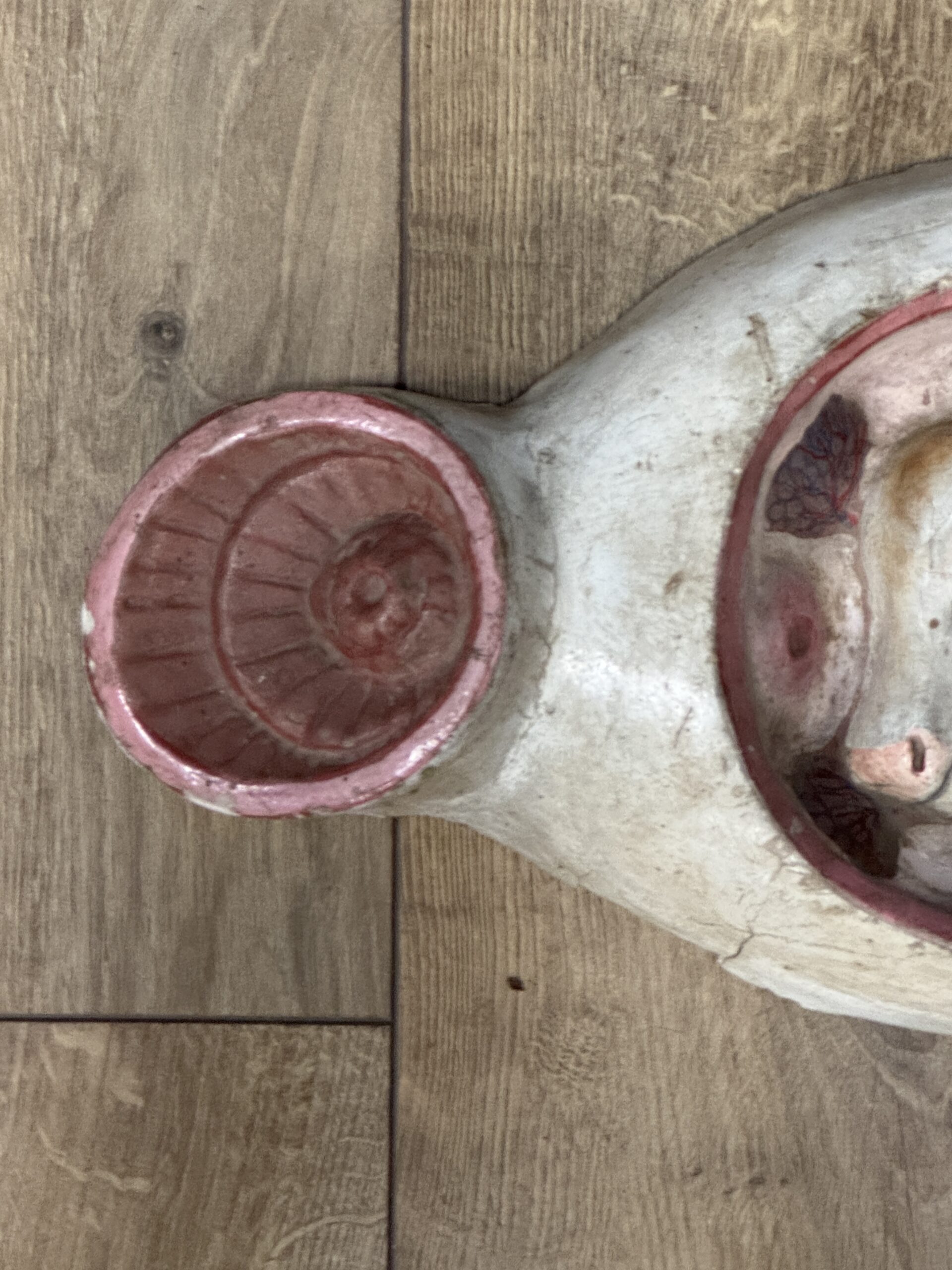 Medisch model van een baarmoeder van een koe Medisch model van een baarmoeder van een koe