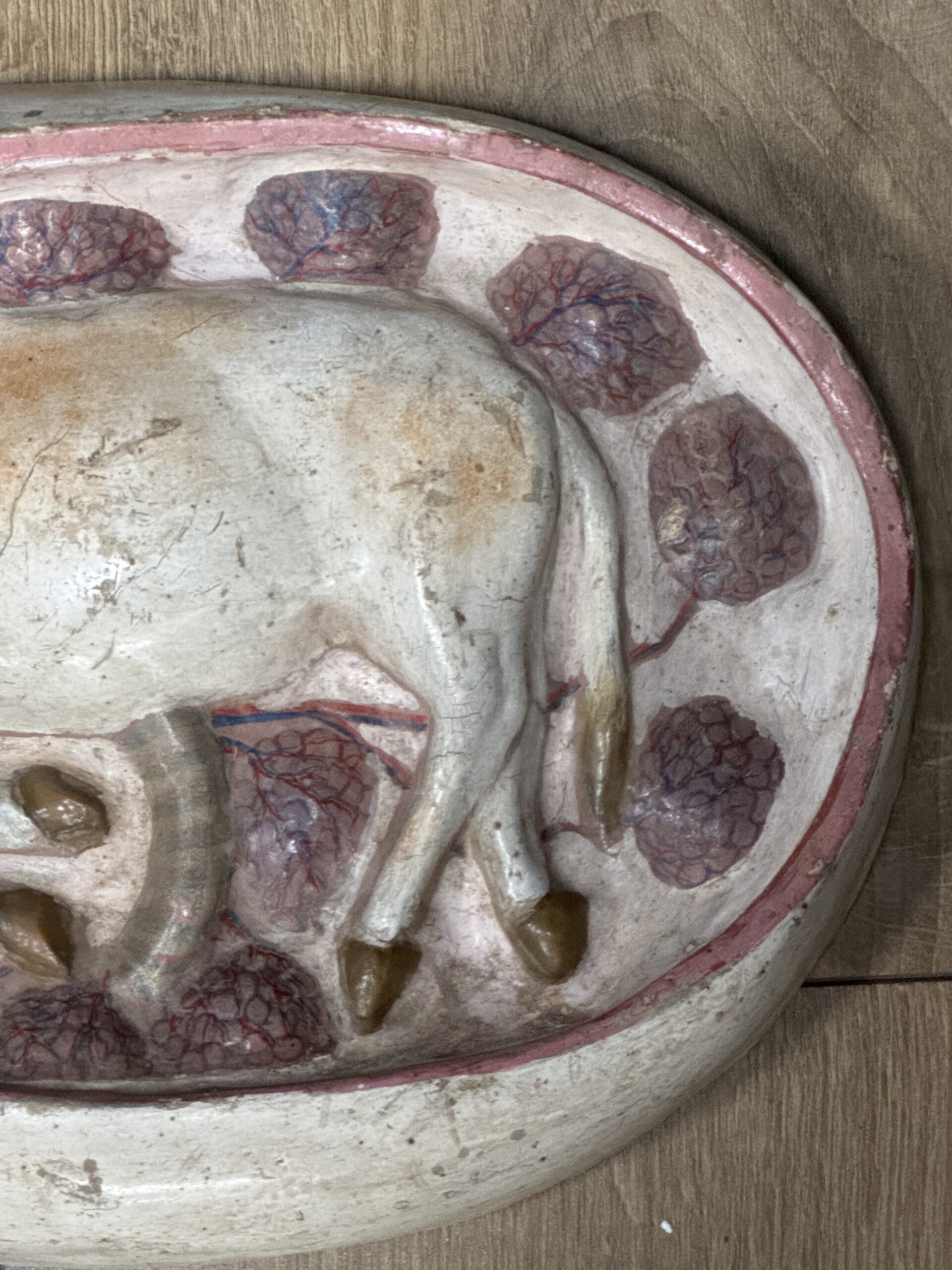 Medisch model van een baarmoeder van een koe Medisch model van een baarmoeder van een koe