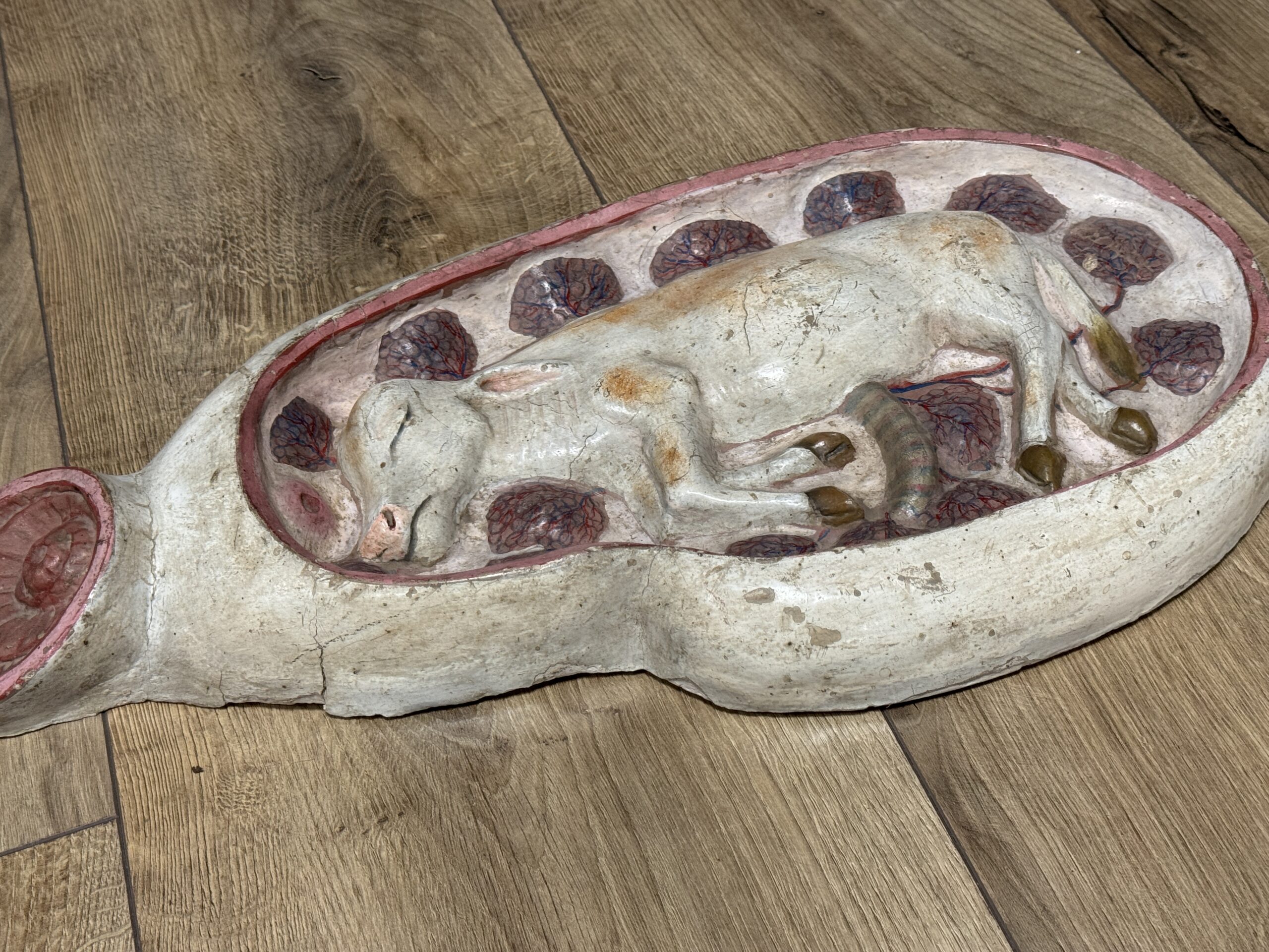 Medisch model van een baarmoeder van een koe Medisch model van een baarmoeder van een koe